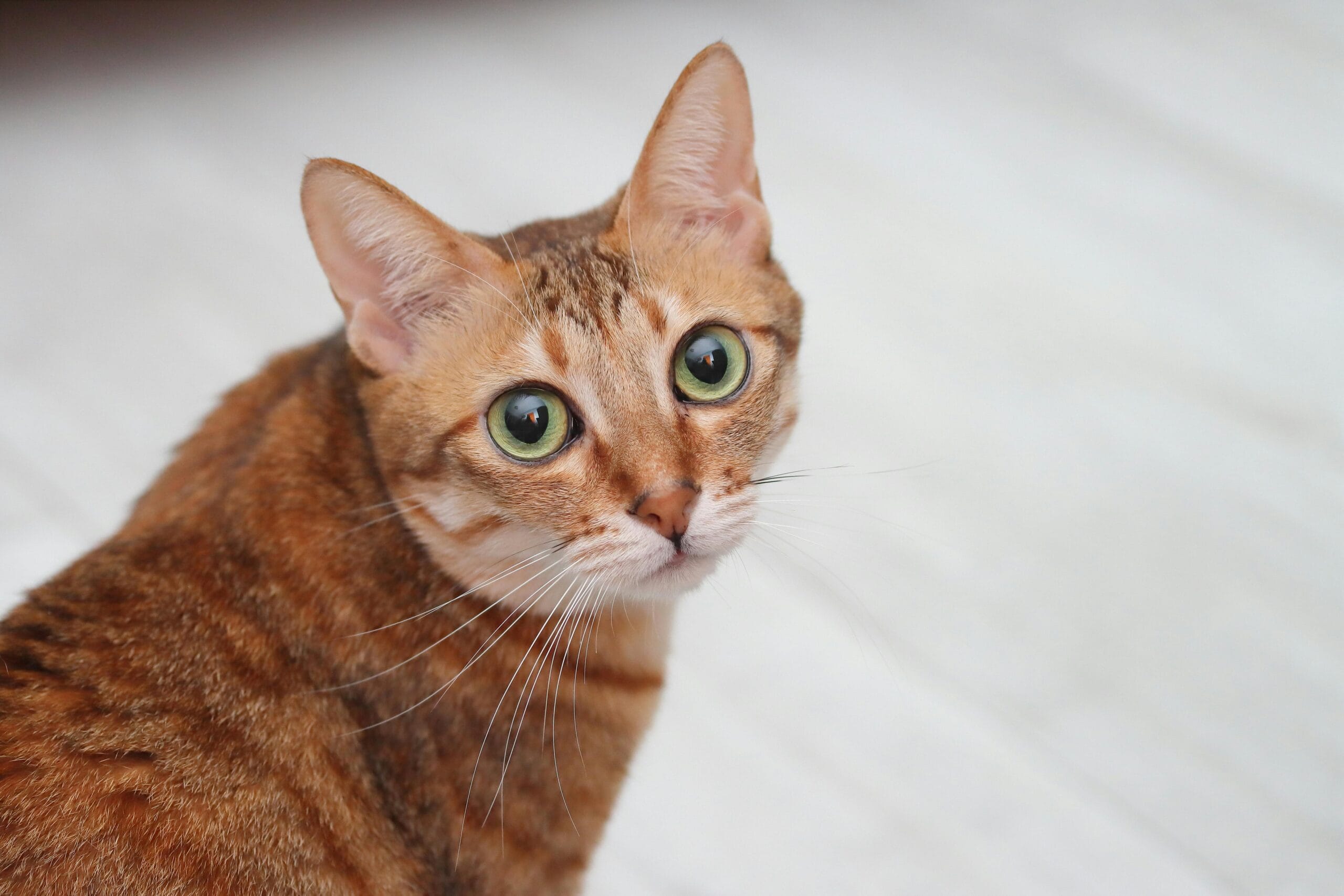 When Do Cats Fur Grow The Most