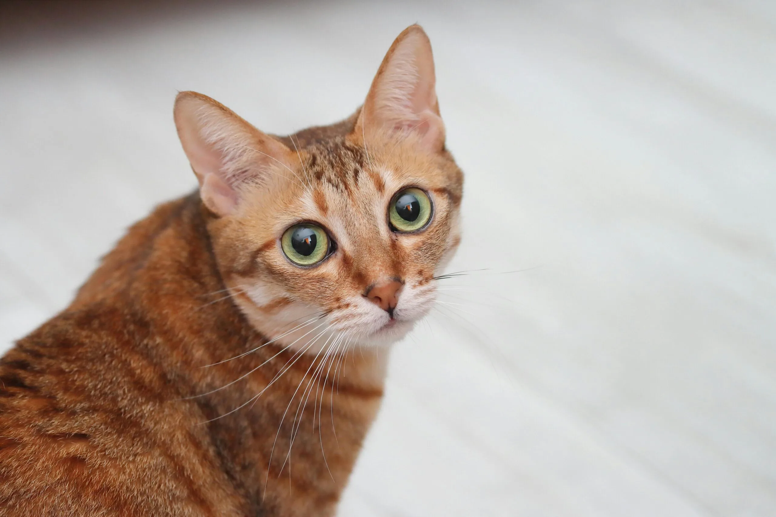 When Do Cats Fur Grow The Most