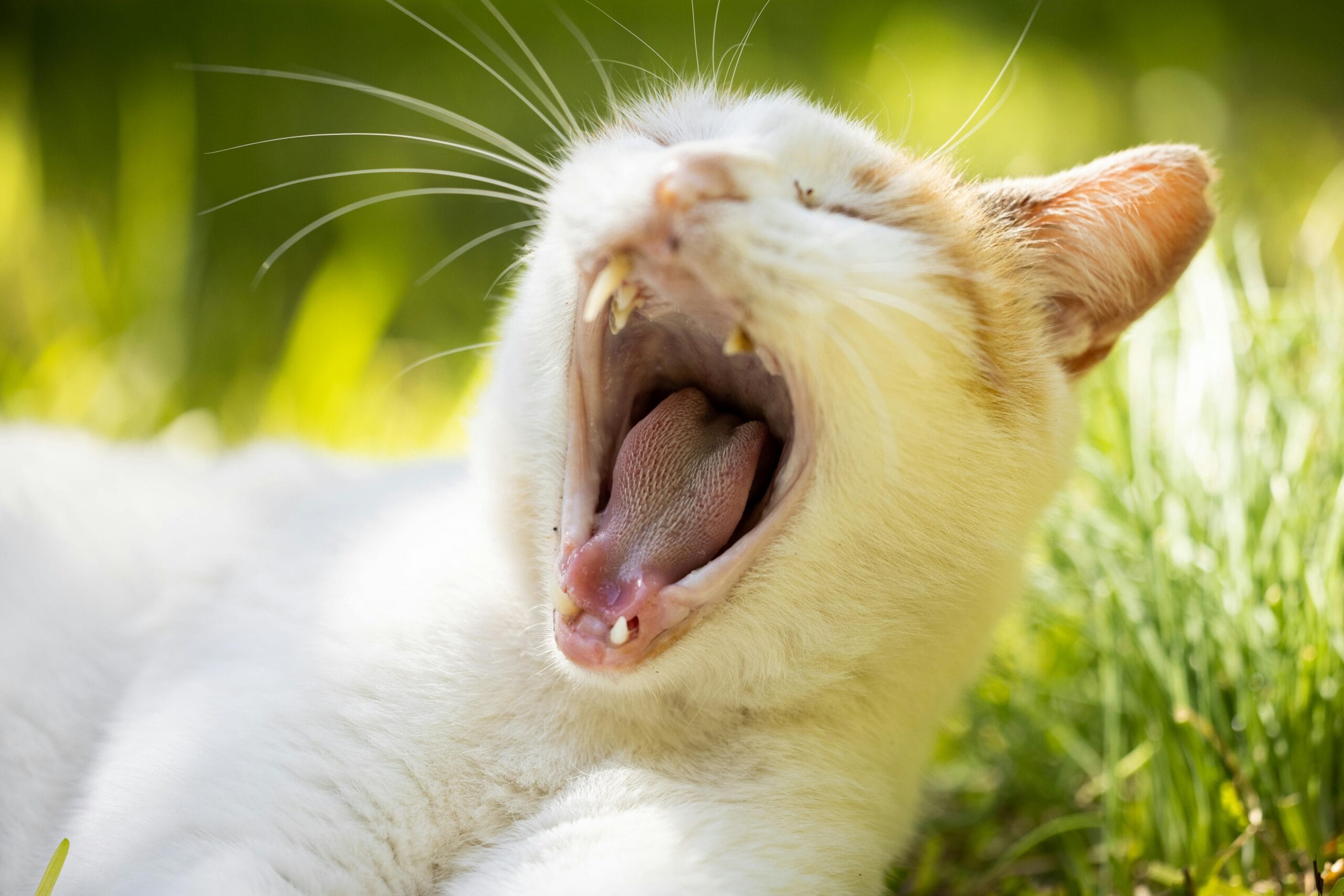Why Do Cats Yell When Carrying A Toy