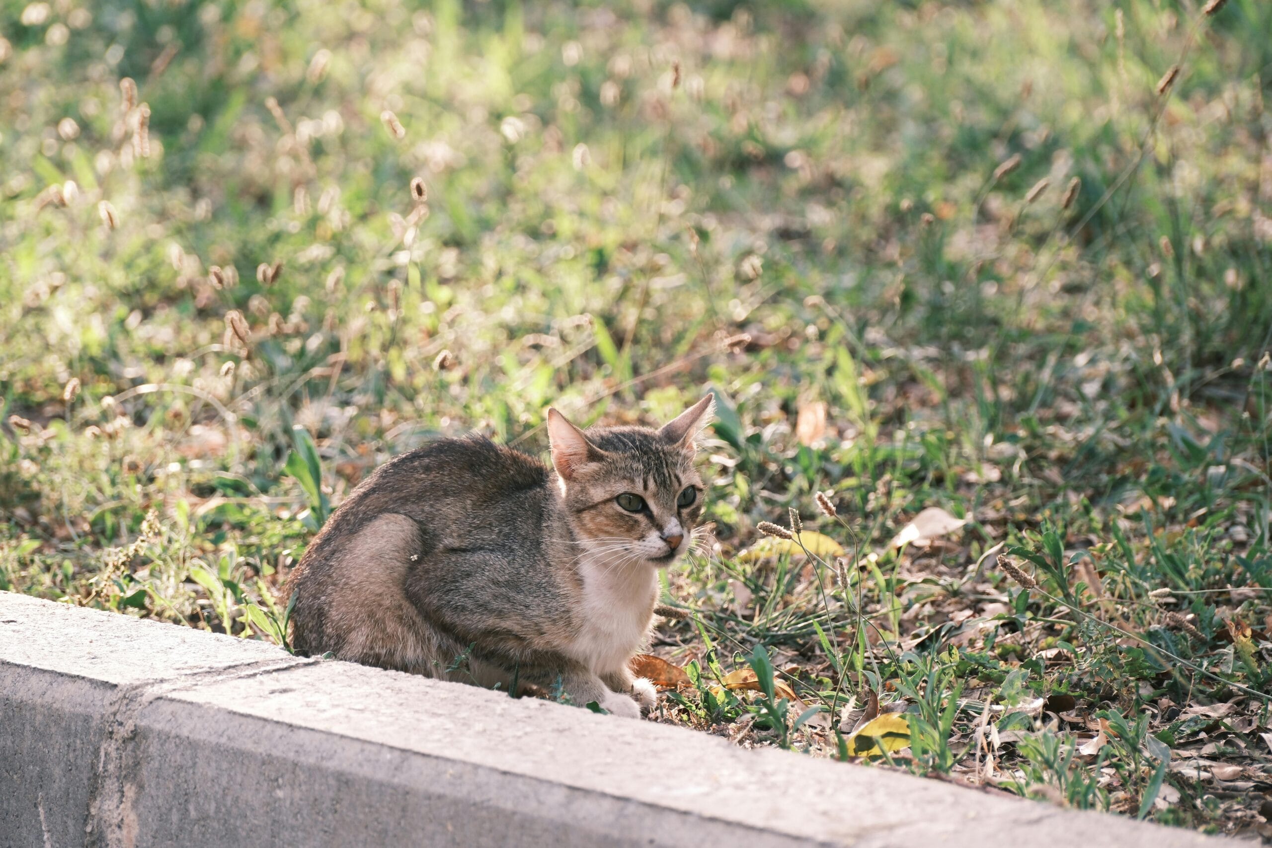 Why Do Cats Wag Their Tails While Lying Down