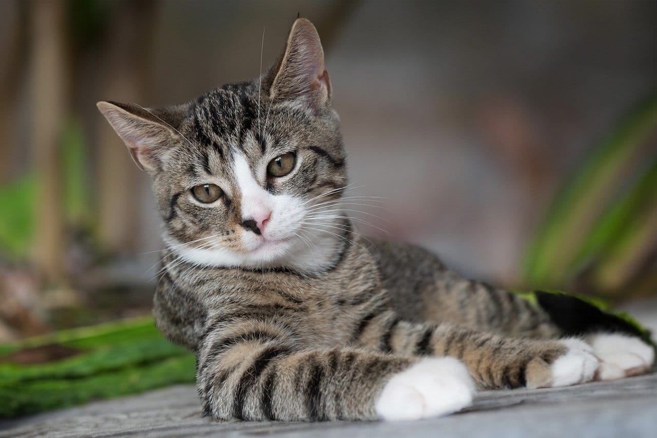 How Much Do Ragdoll Kittens Cost