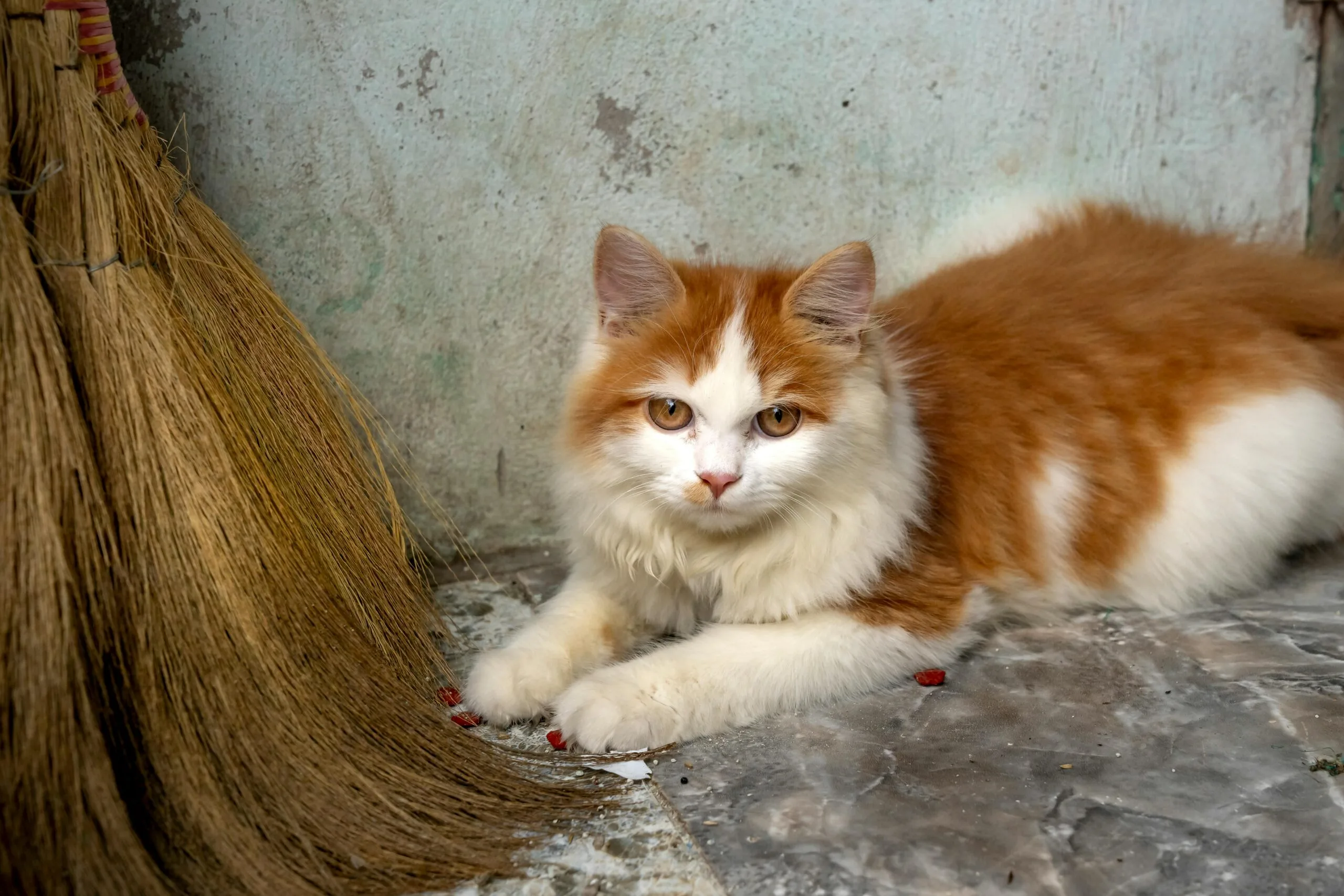 When Does A Kitten Open Its Eyes