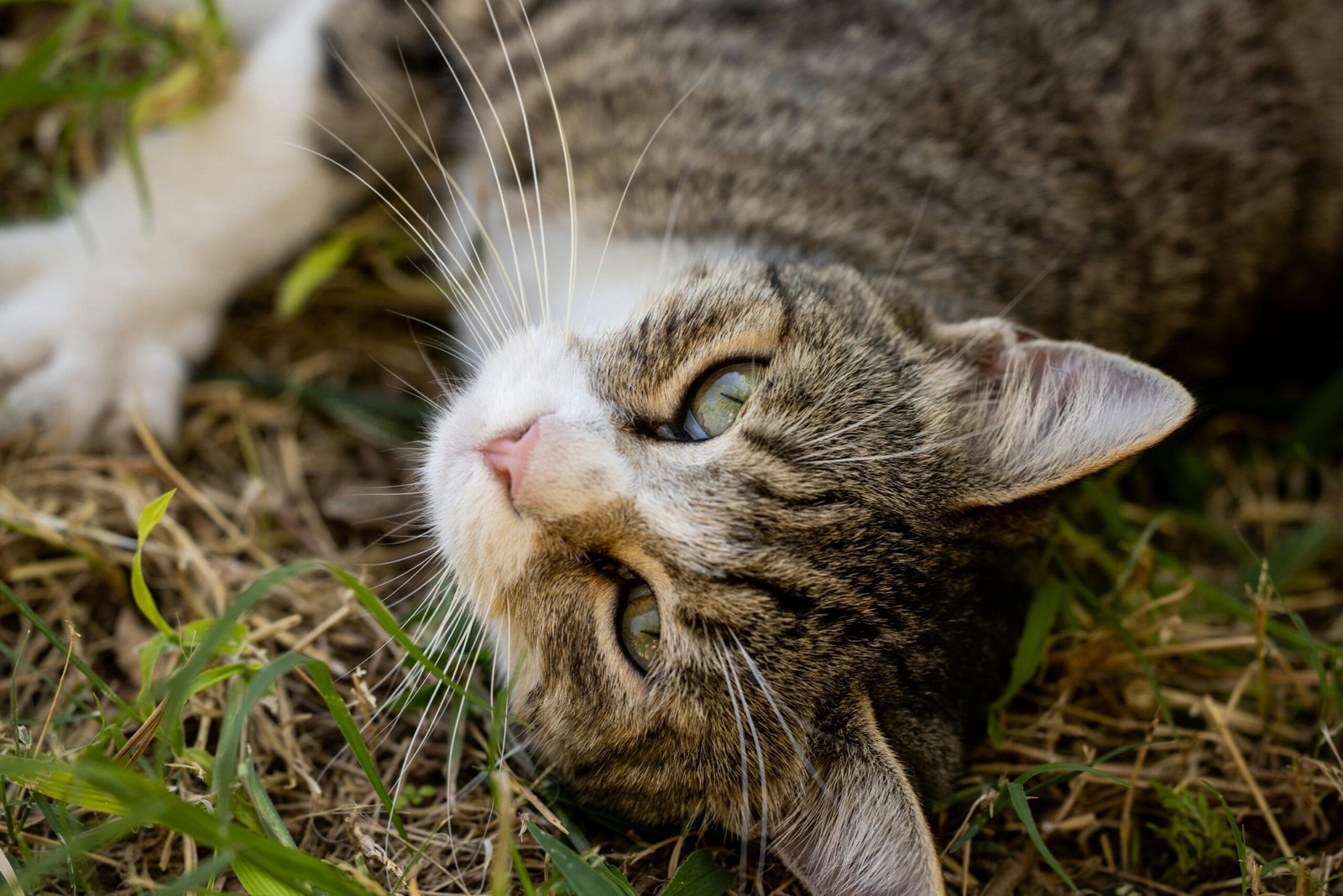 Why Dose Kitten No Lonnger Riendly With Sibling Cats