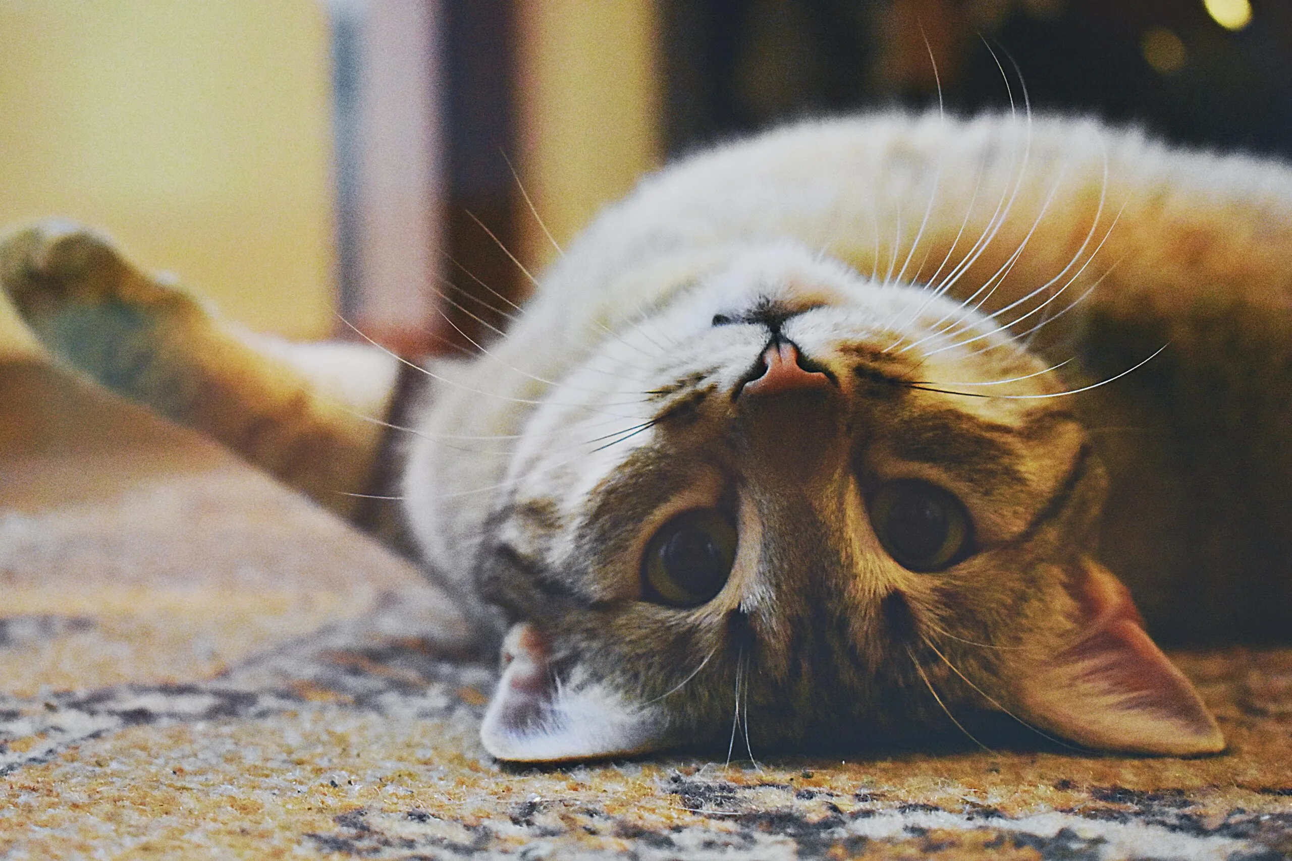 Is Purina Cat Food Good