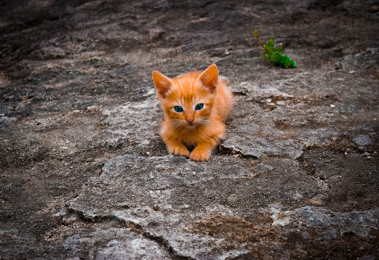 When Do Kittens Get Neutered