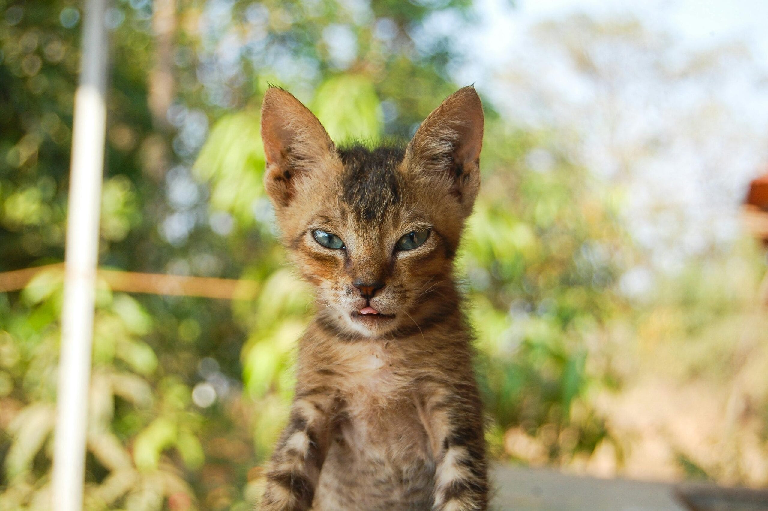 Is Tiki Cat Food Good