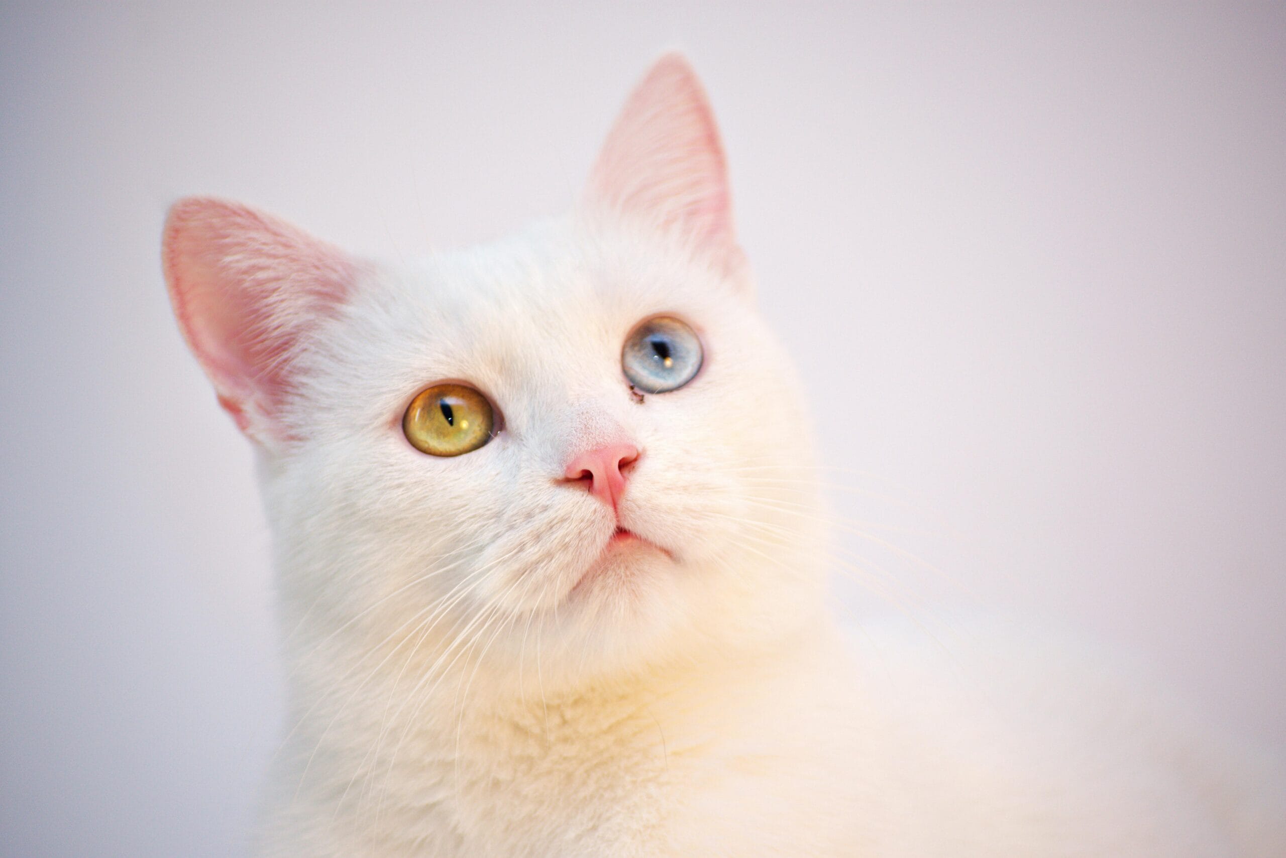 Should Kittens Eat Cat Food