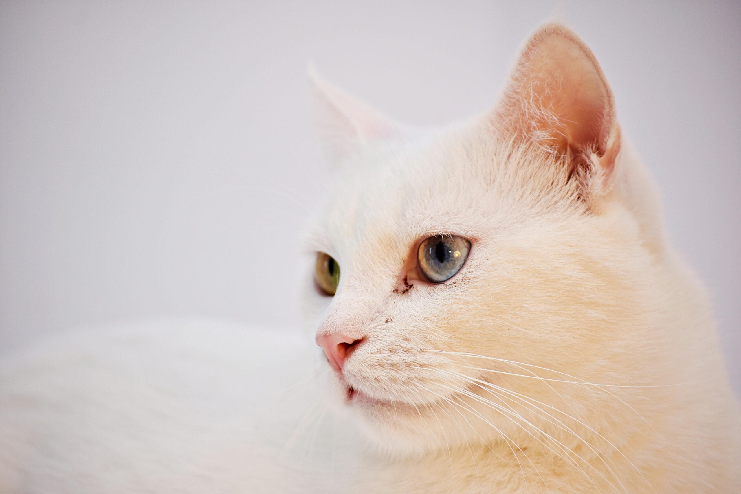 What Is The Best Dry Cat Food For Indoor Cats