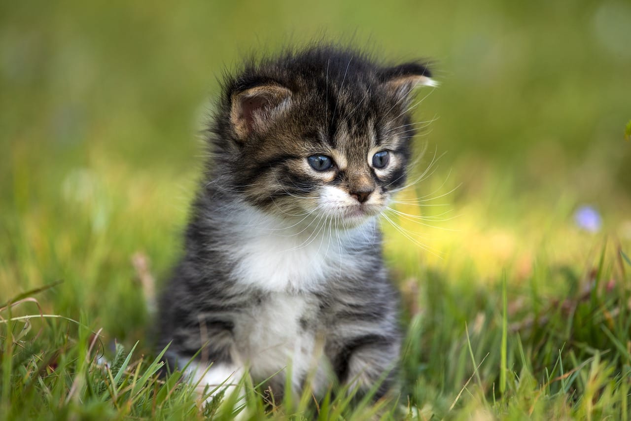 Where To Get Free Kittens
