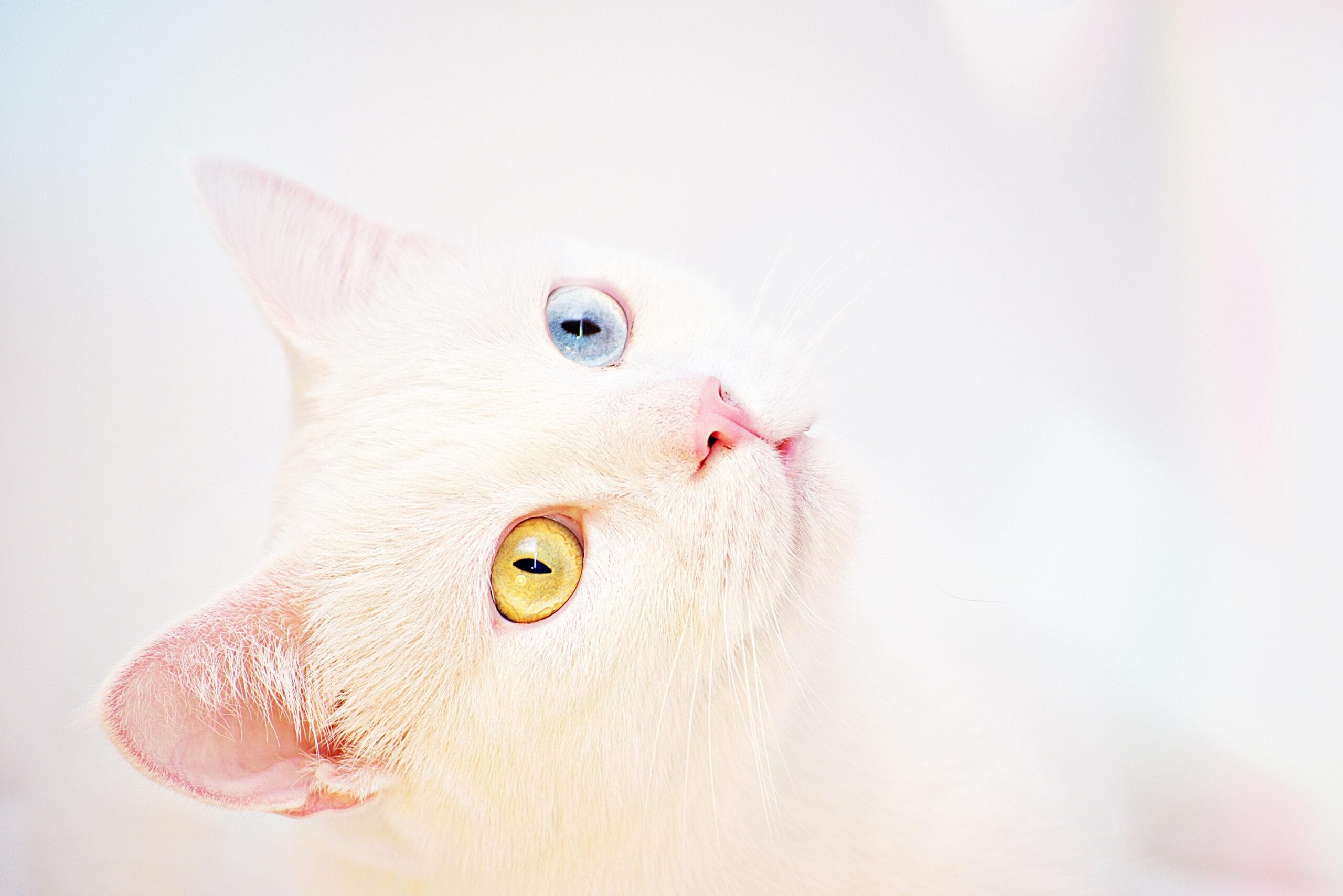 How To Switch Cat Food