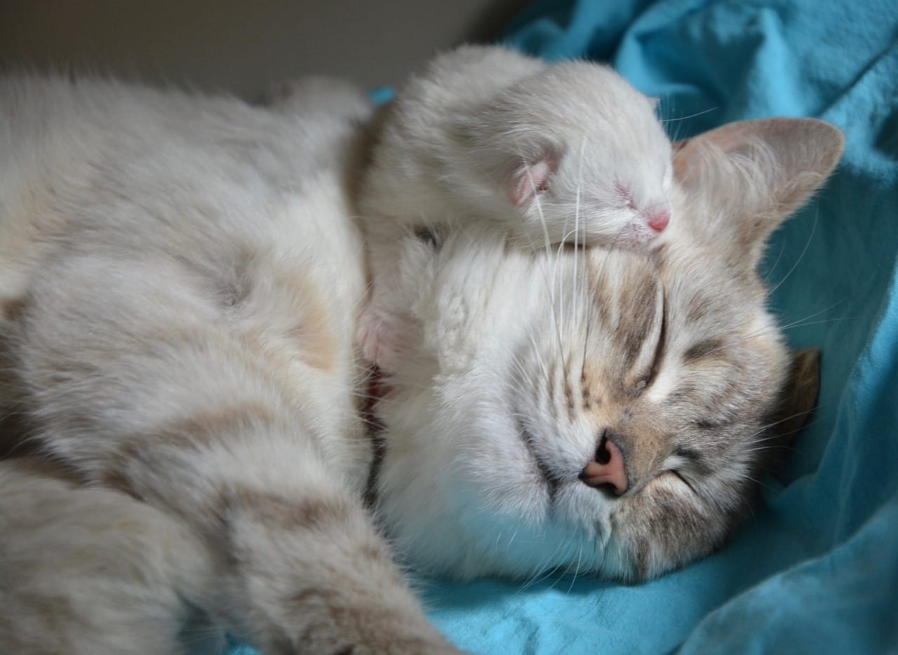 Can You Give Catnip To Kittens