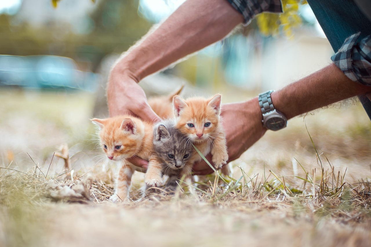 How Do I Get My Kitten To Stop Biting