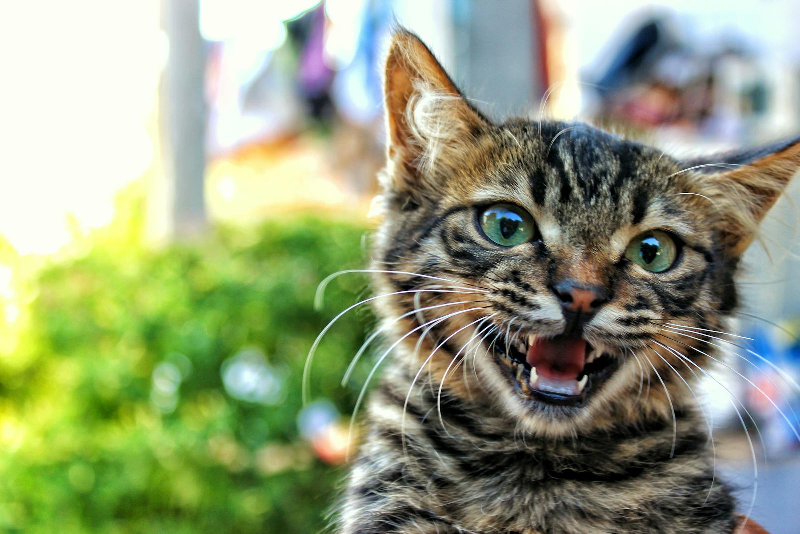 When Can Kittens Be Neutered Spayed