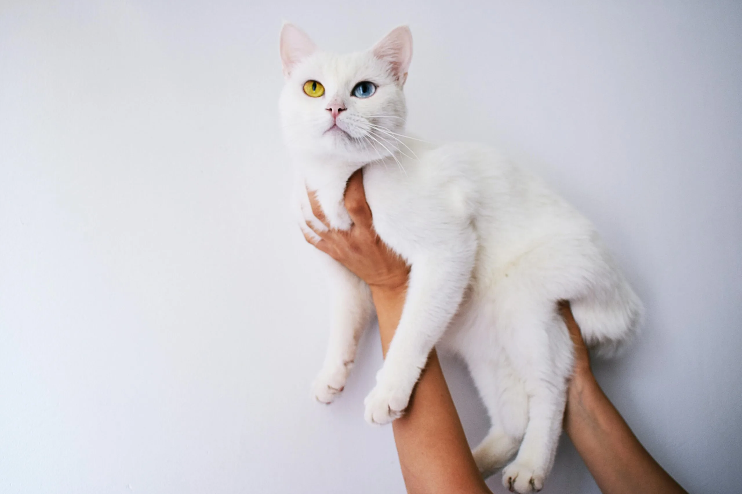 Do They Make A Soft Dry Cat Food