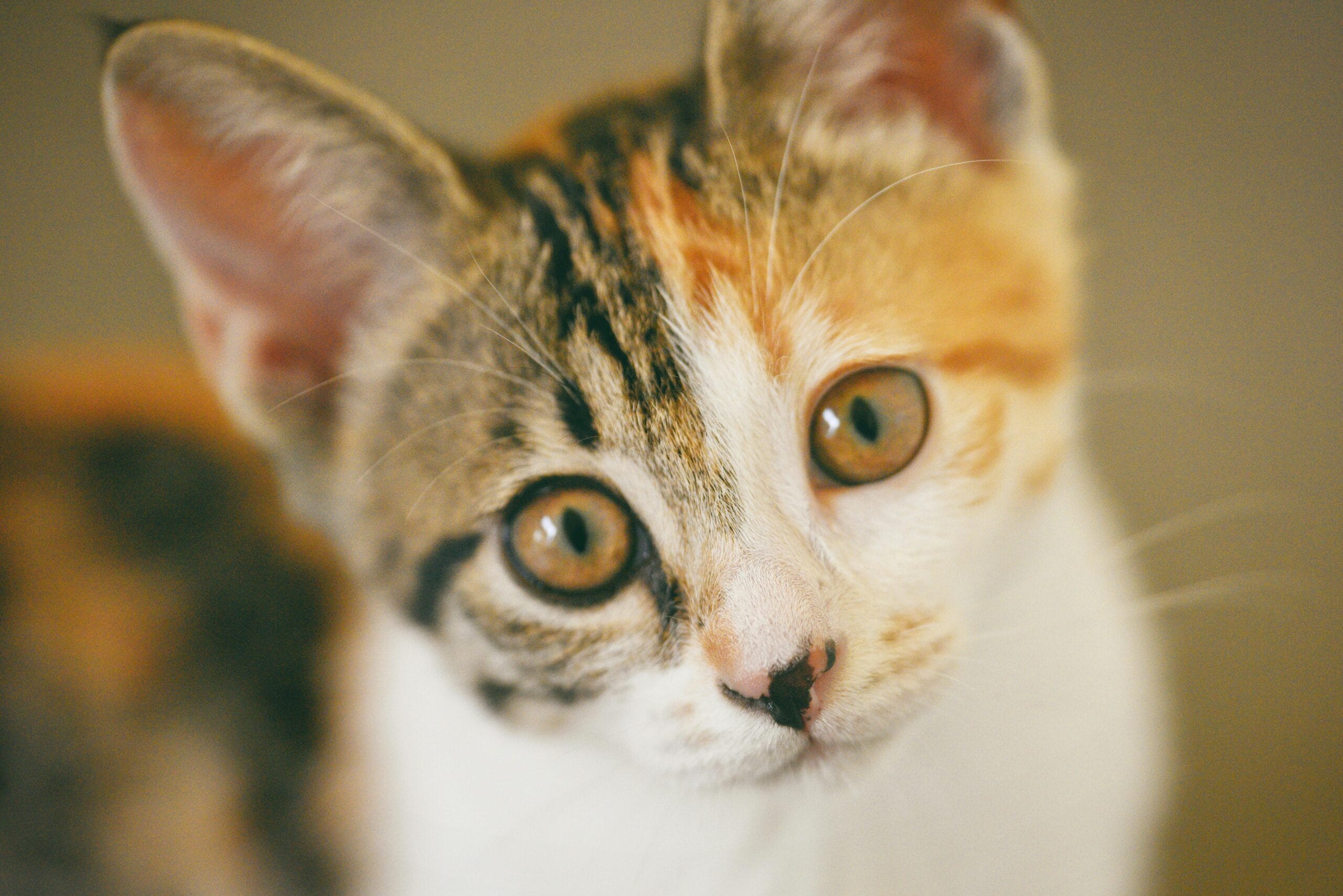 What Is Chicken Meal In Cat Food