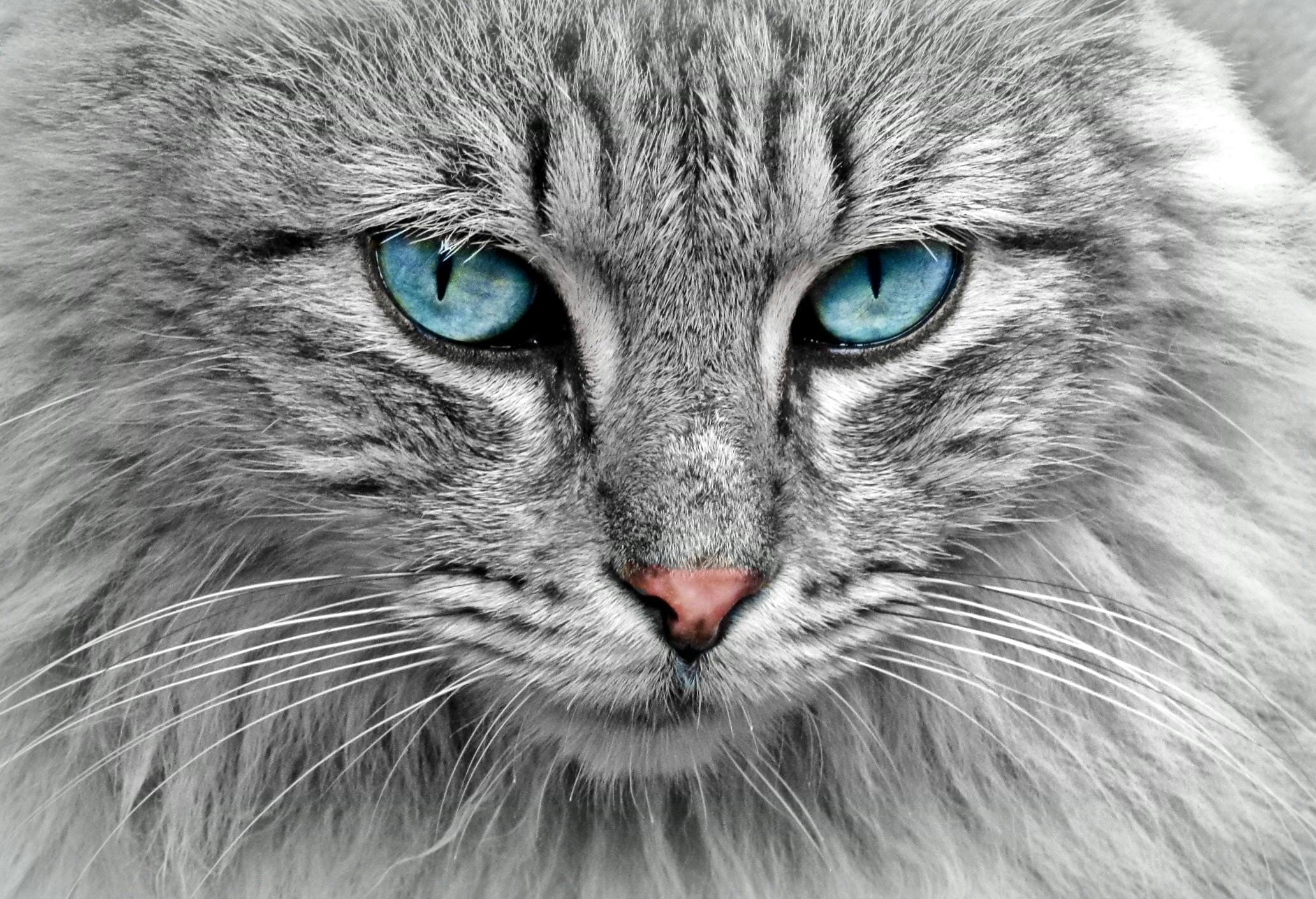 Do Kittens Eyes Change Color