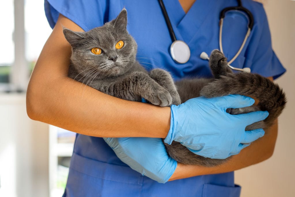 How To Catch A Feral Cat With Kittens