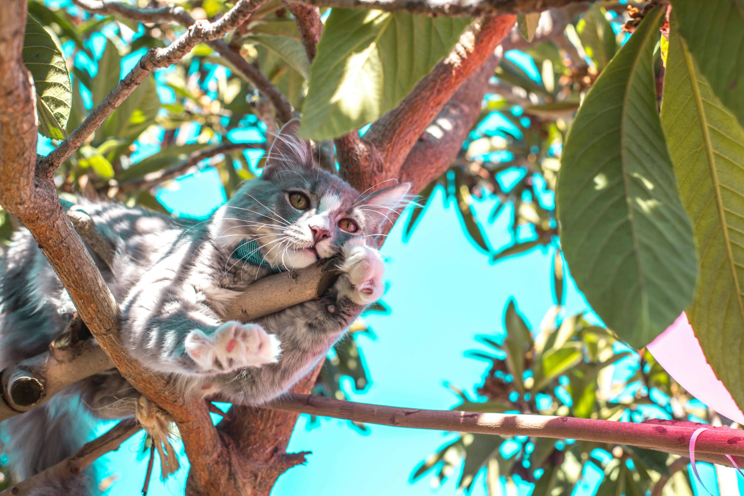 Can Cats Eat Bacon