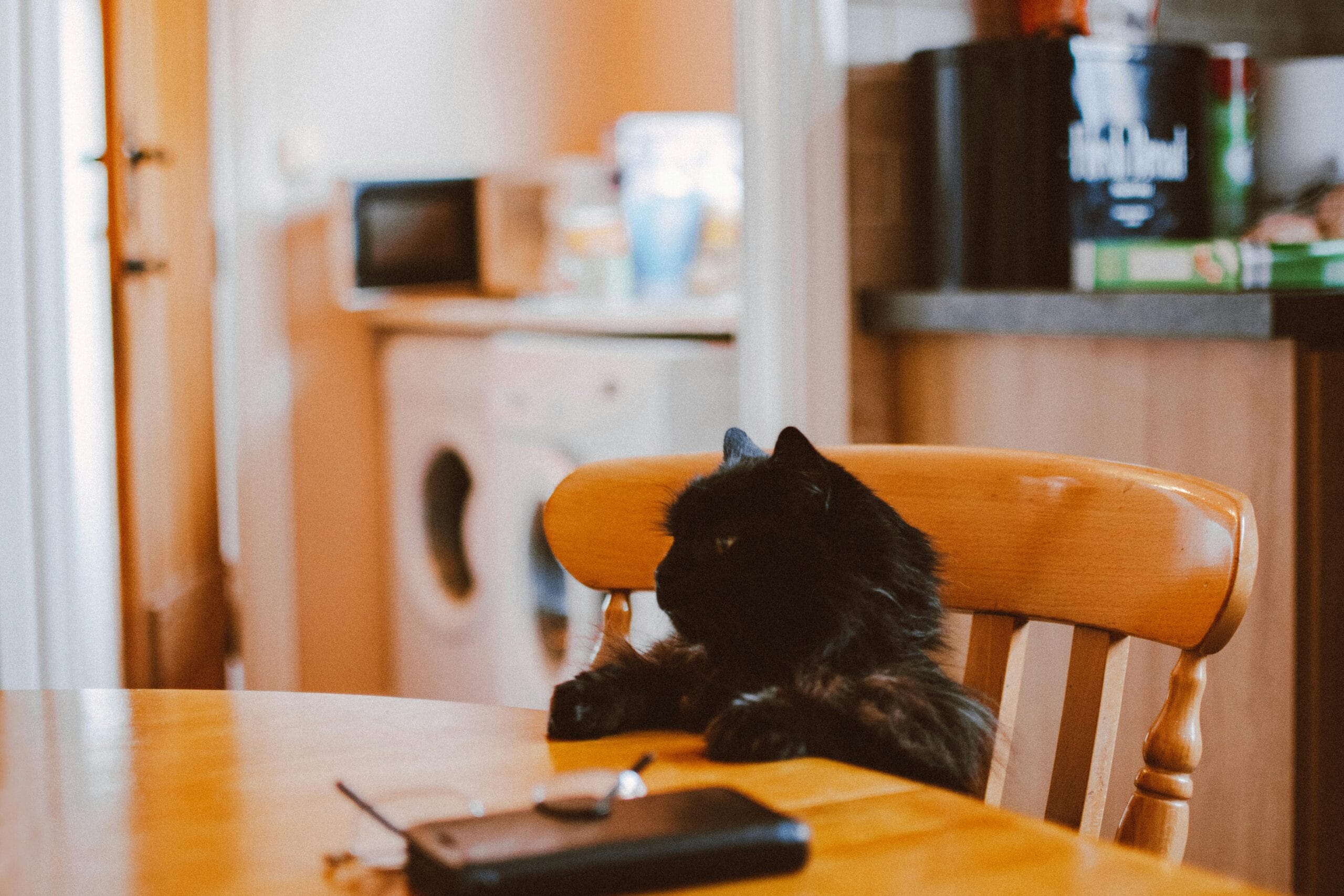 Can Cats Eat Lettuce