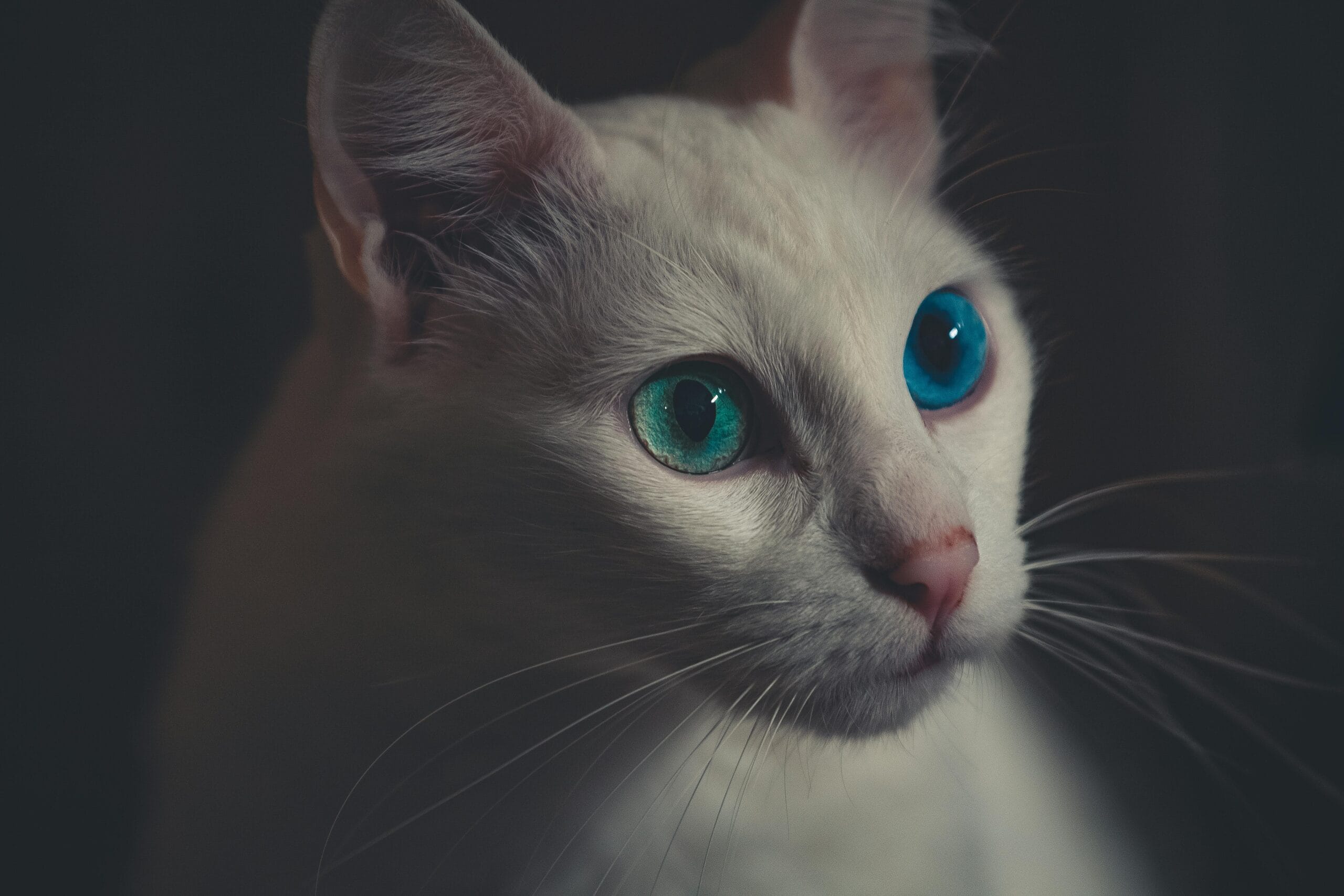 Can Cats Eat Cherries