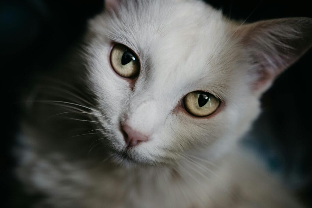 Is Peppermint Safe For Cats 2025 Is Peppermint Safe For Cats 2025