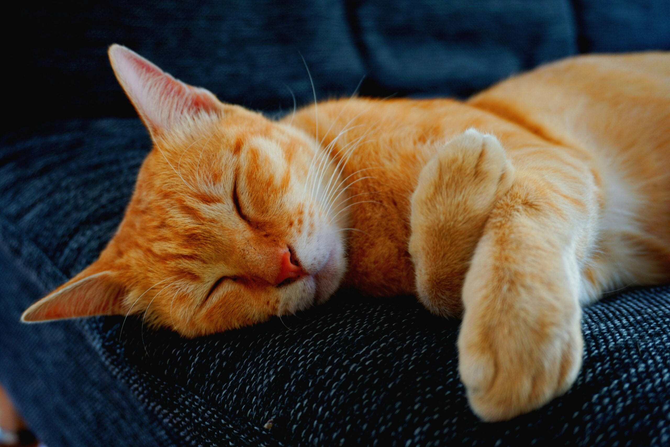 Can Cats Be Gay