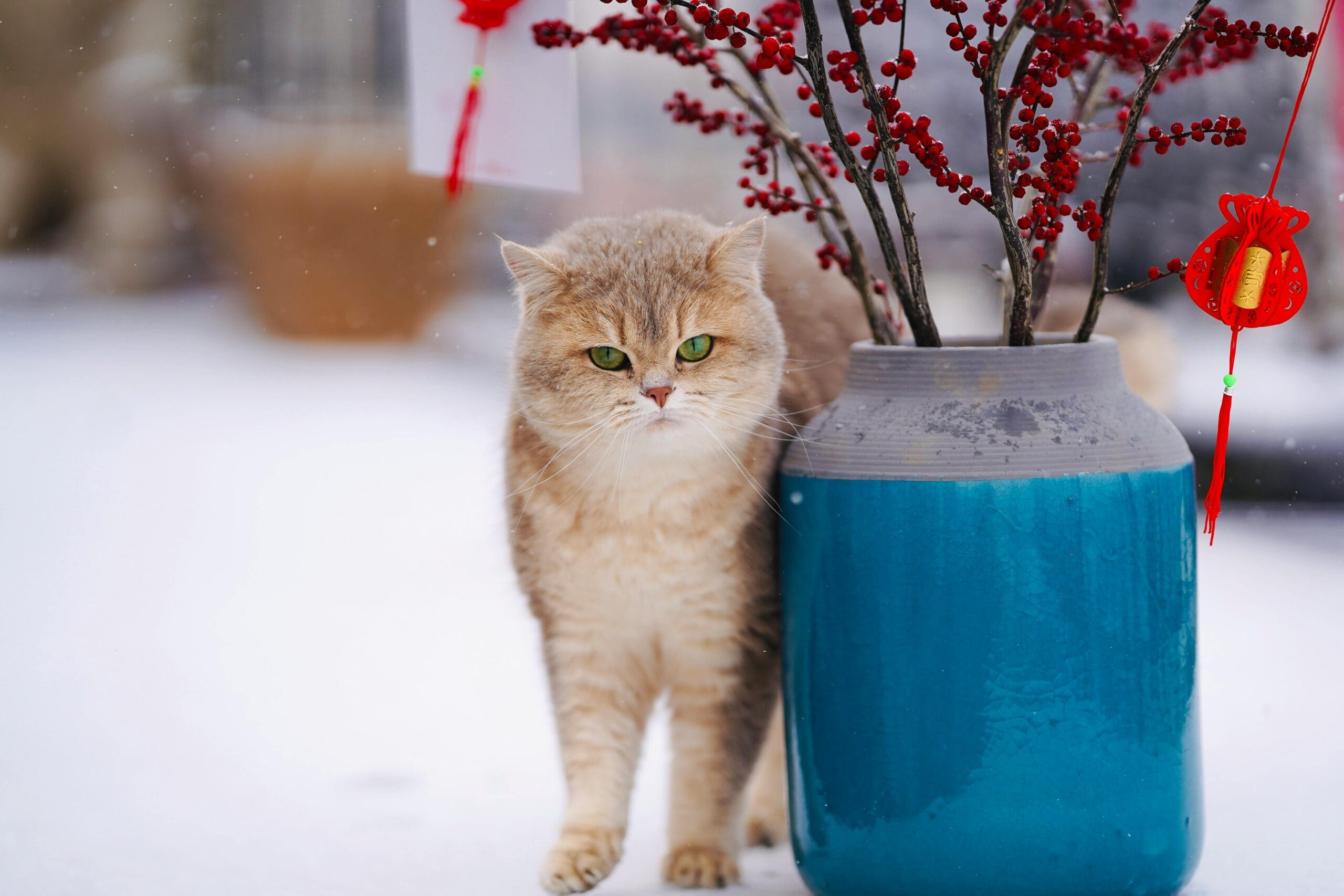 Can Cats Eat Marshmallows