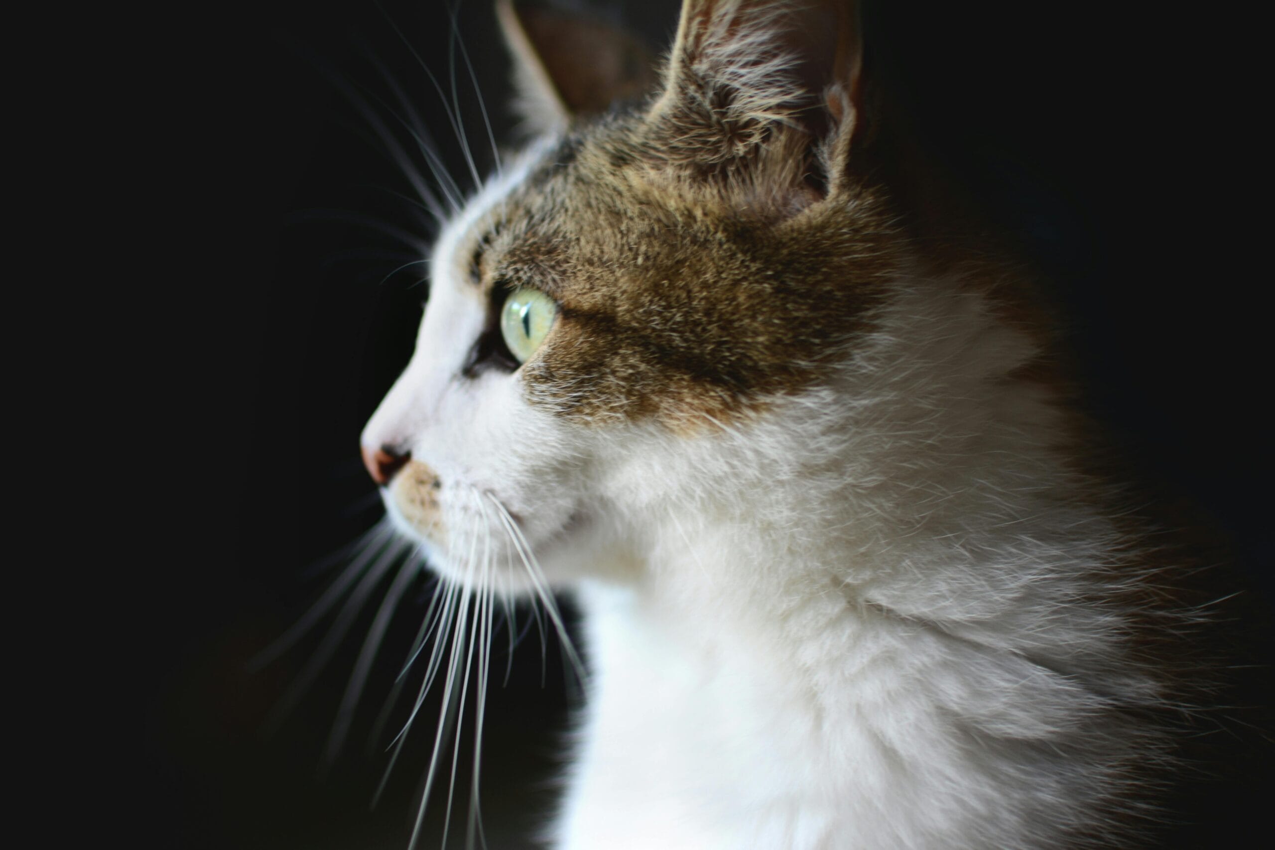 Can Cats Eat Scrambled Eggs