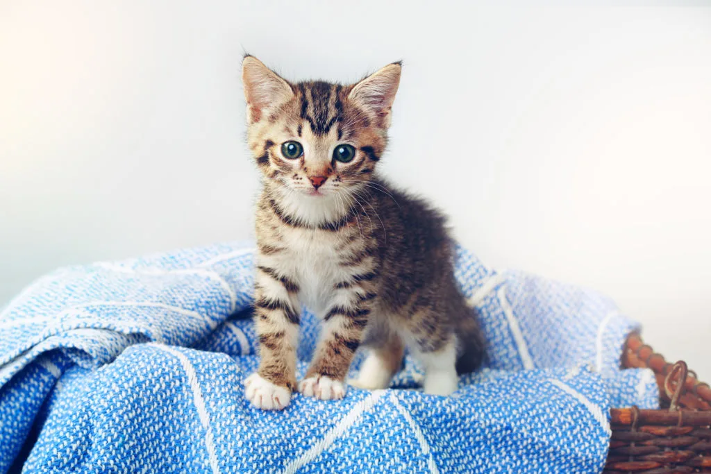 How To Tell How Old Kitten Is
