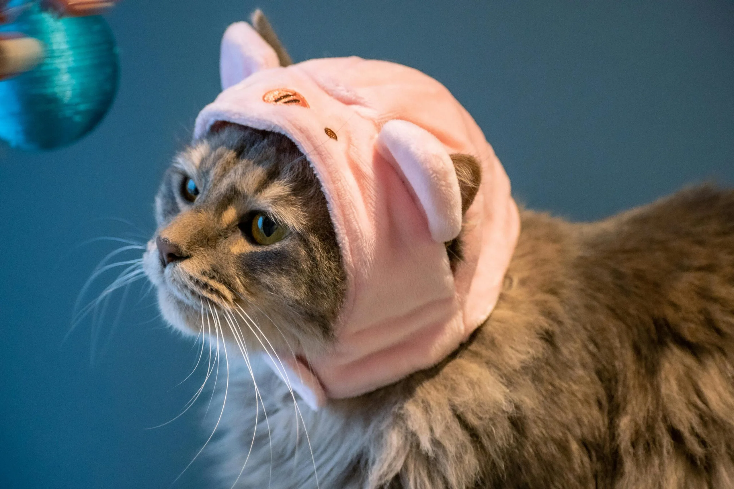 When Do Cats Fur Grow The Most