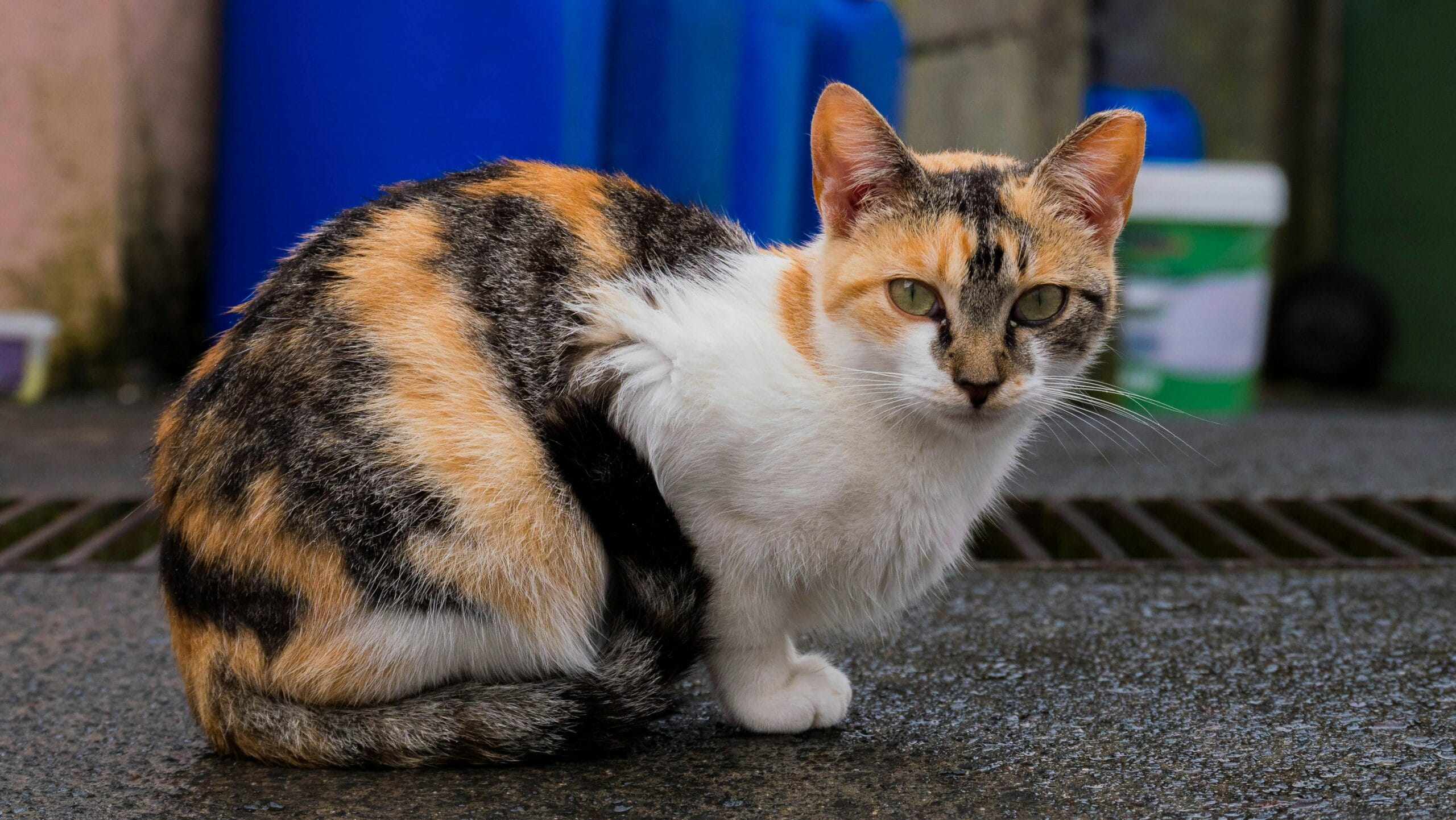 Why Do Cats Yell When Carrying A Toy