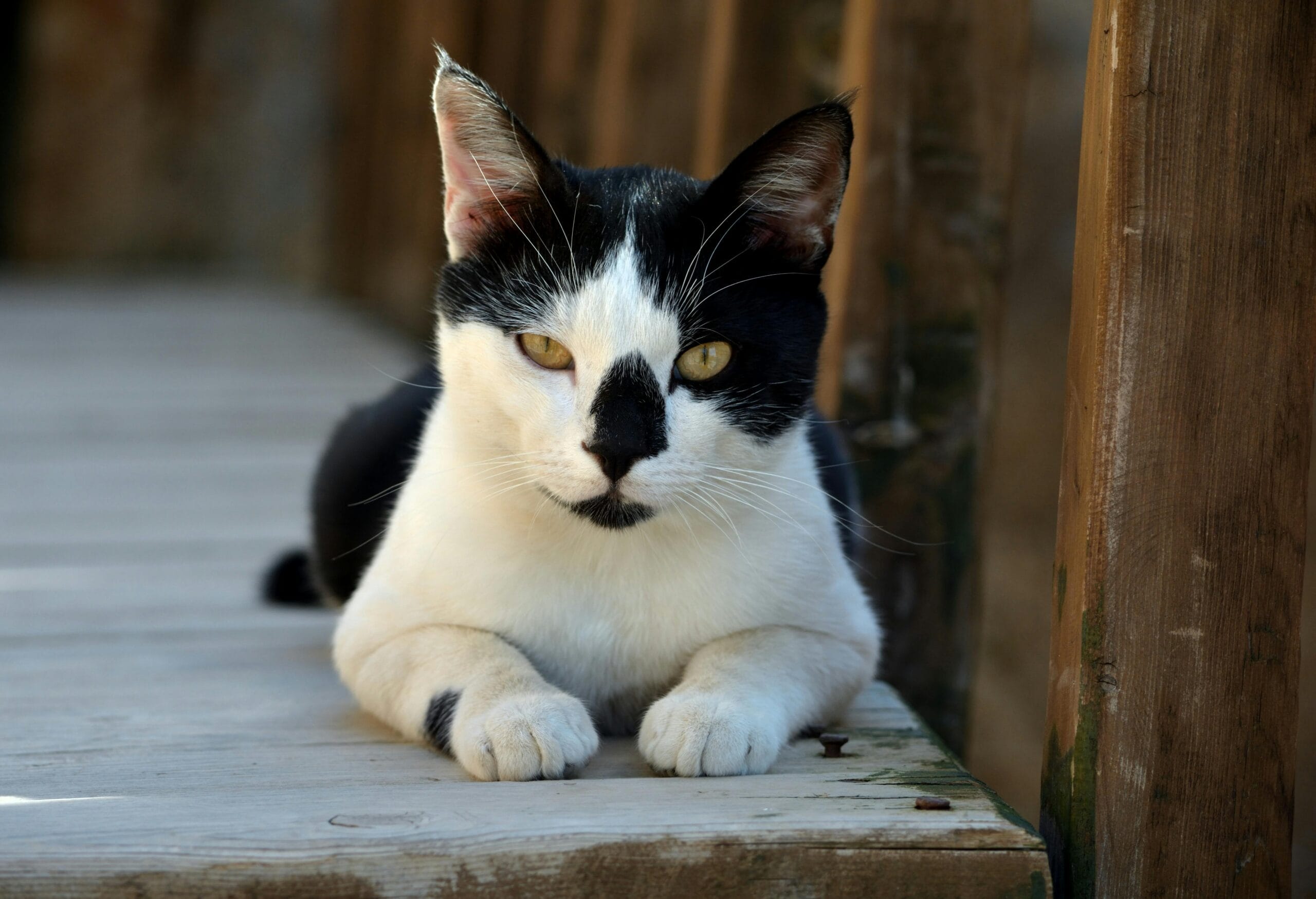 Why Do Cats Tails Fall Off