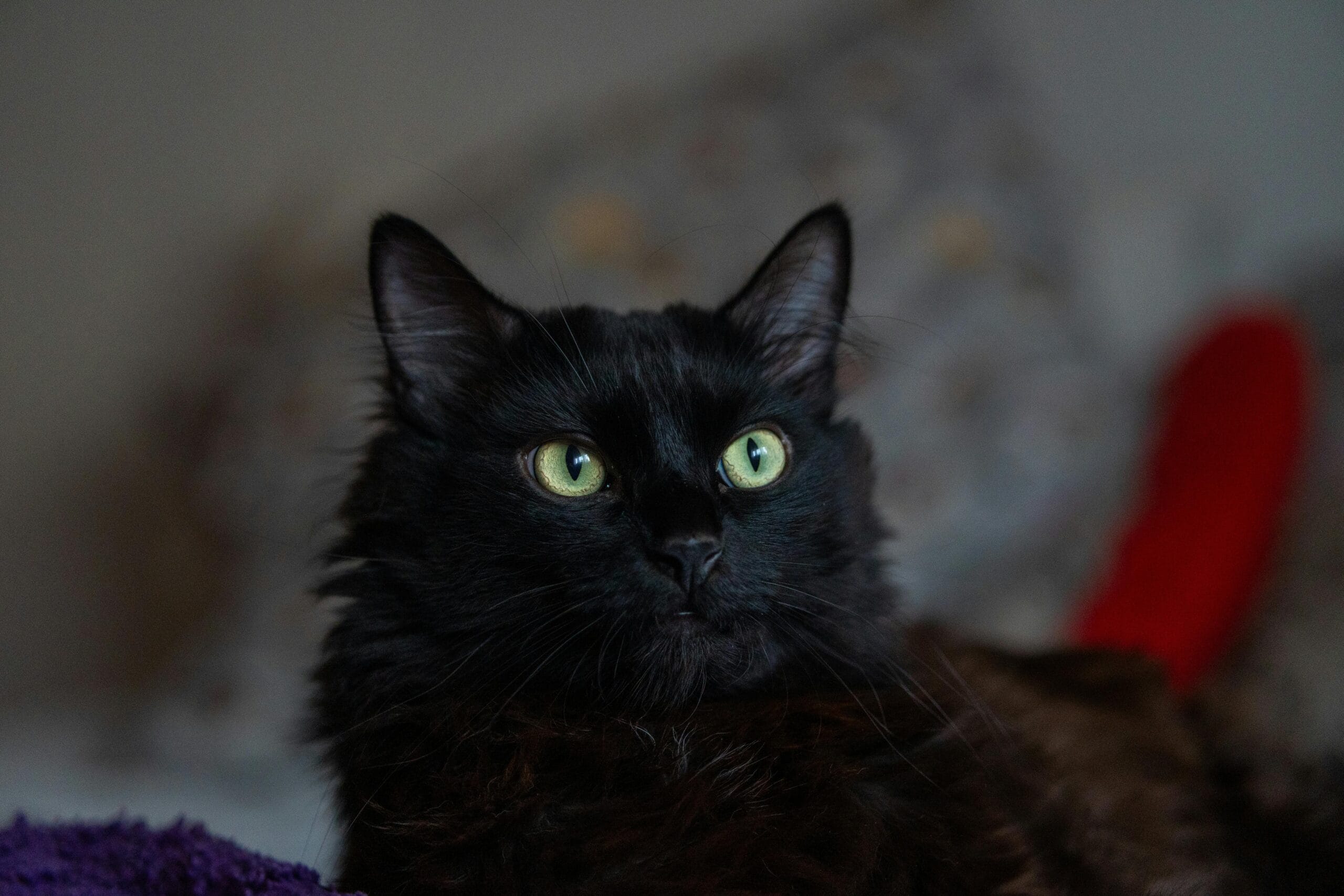 Why Do Cats Wag Their Tails While Lying Down