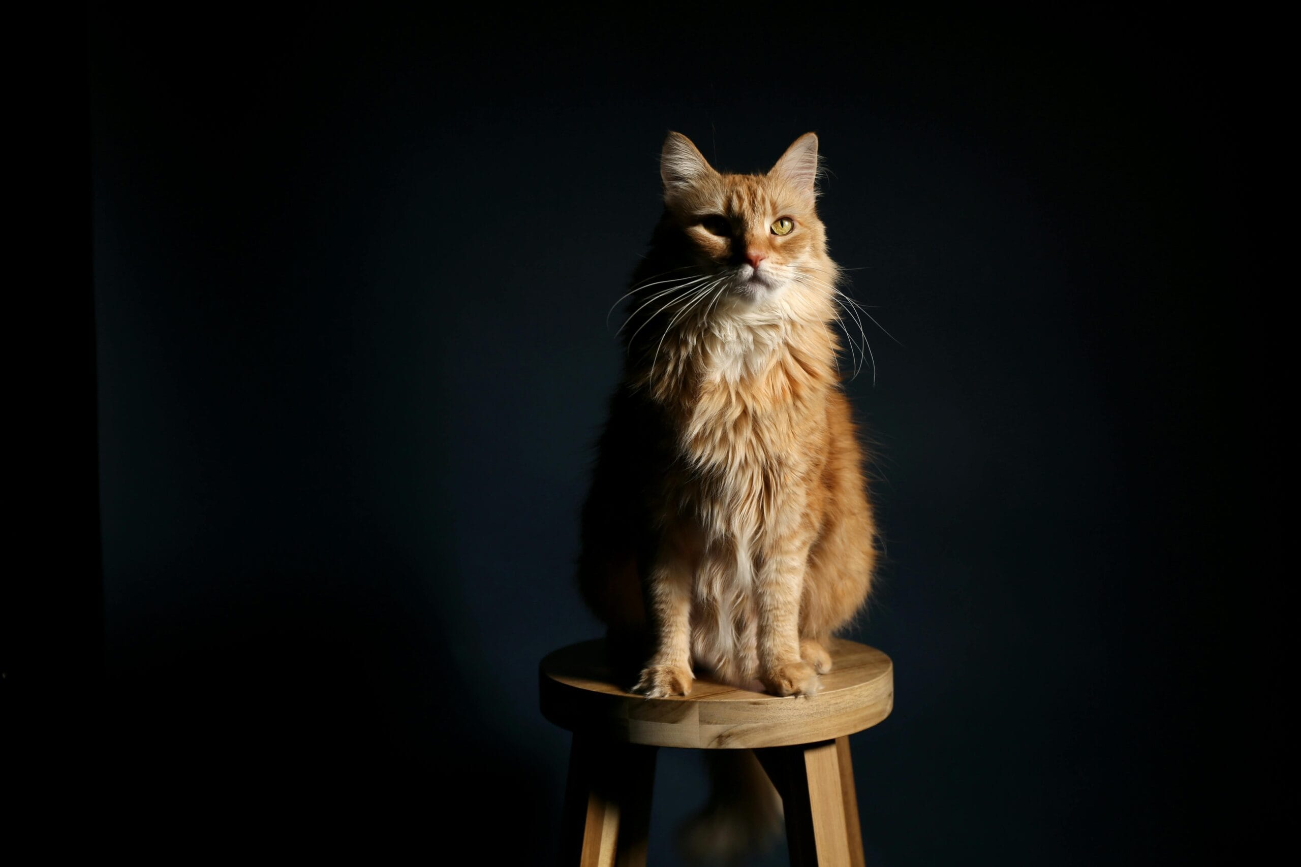 How Much Does It Cost To Euthanize A Cat