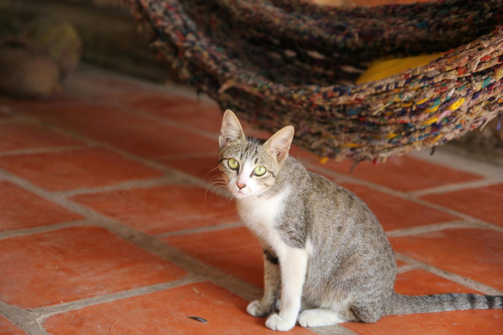 How Can You Tell The Age Of A Kitten