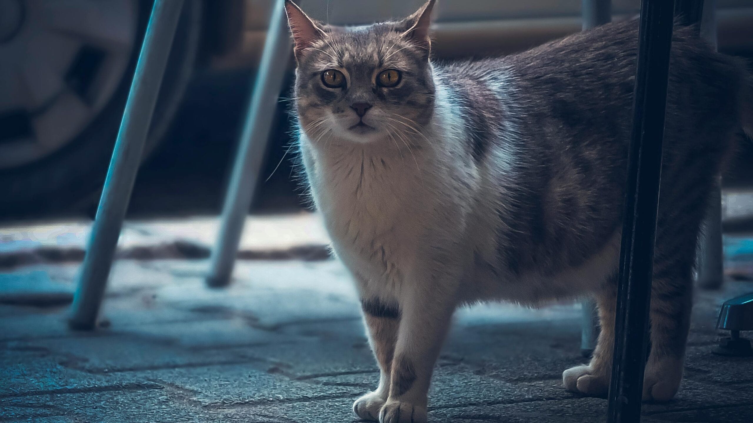 How To Tell If A Kitten Is Blind