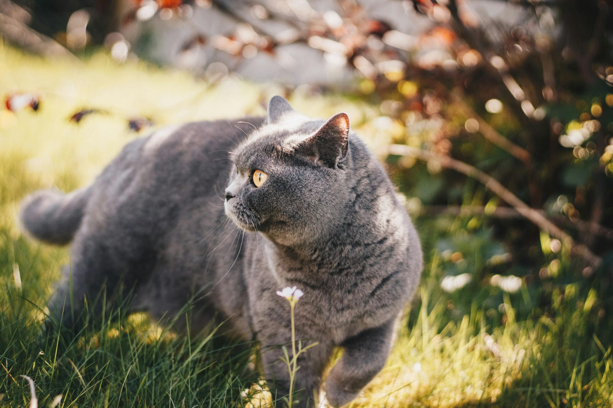 How Much Does It Cost To Neuter A Kitten