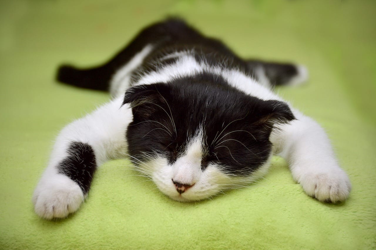 How To Tell If A Kitten Is Blind