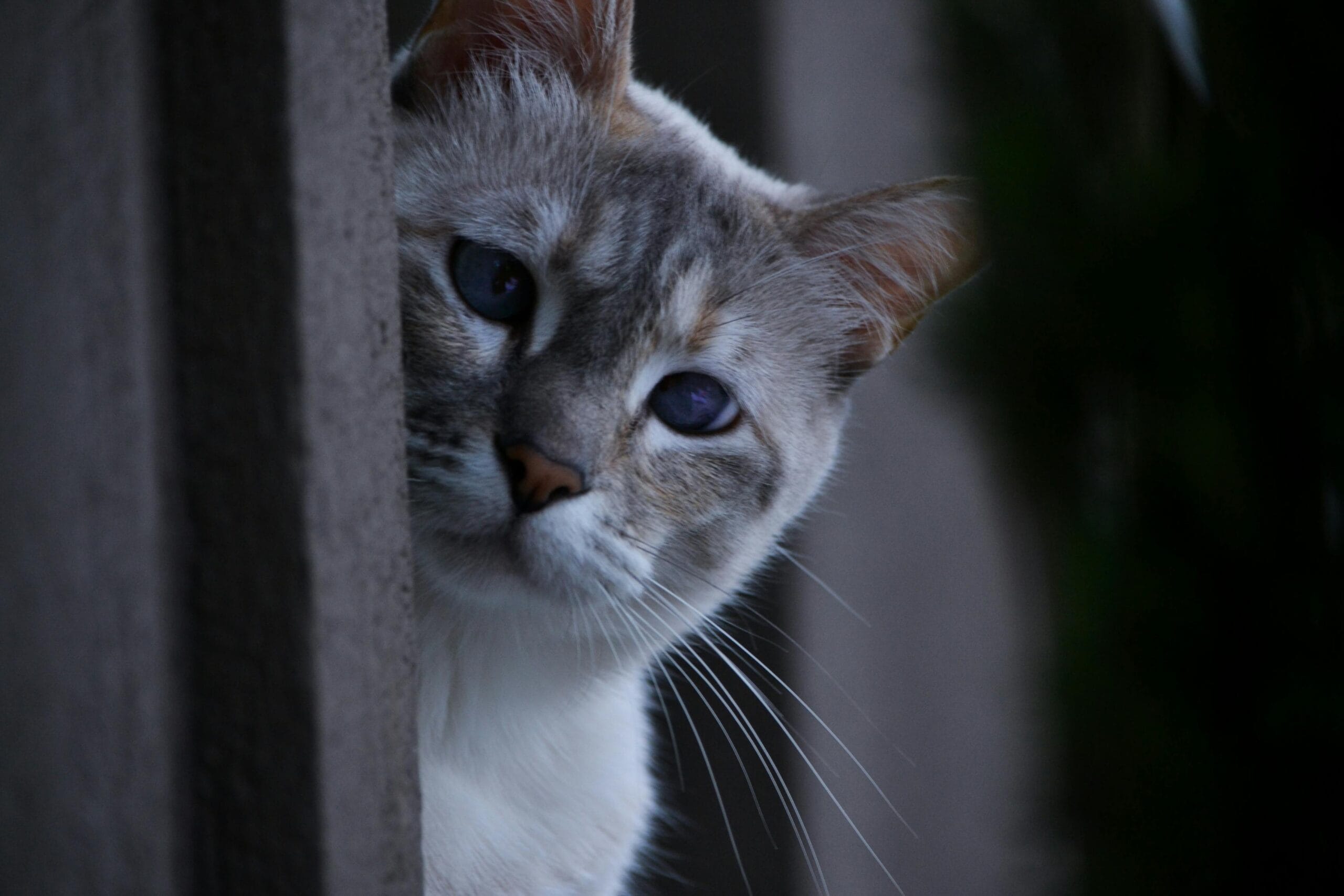When Do Kittens Eyes Open
