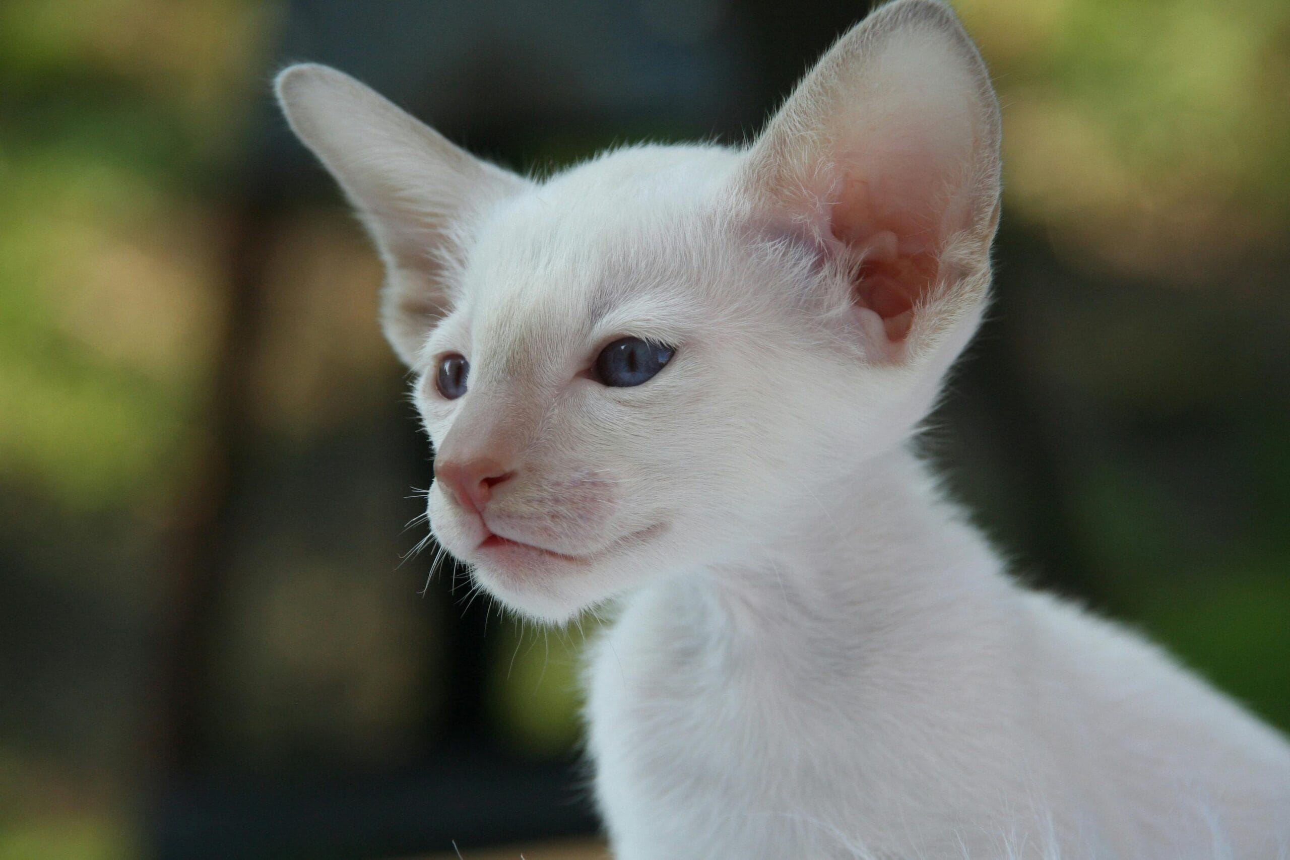 When Do Kittens Stop Growing