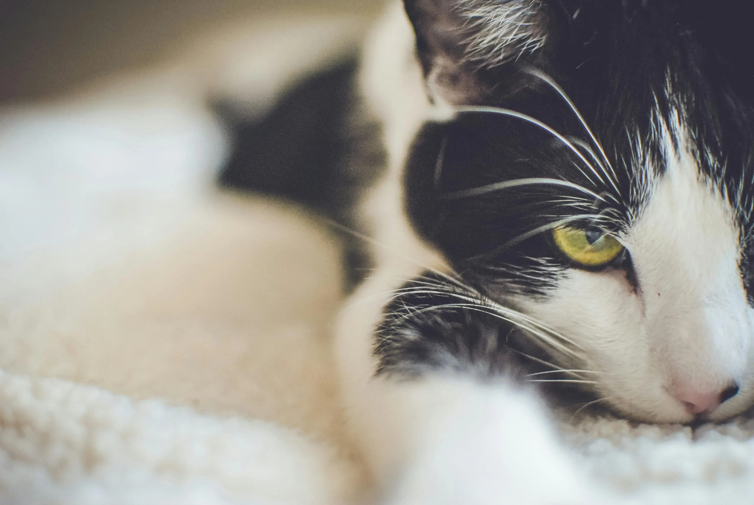 When Will Kittens Open Their Eyes