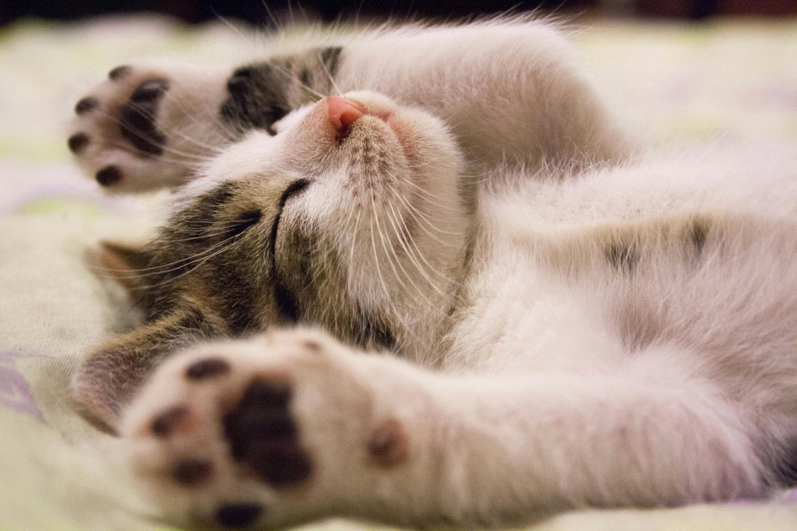 How Much Do Ragdoll Kittens Cost