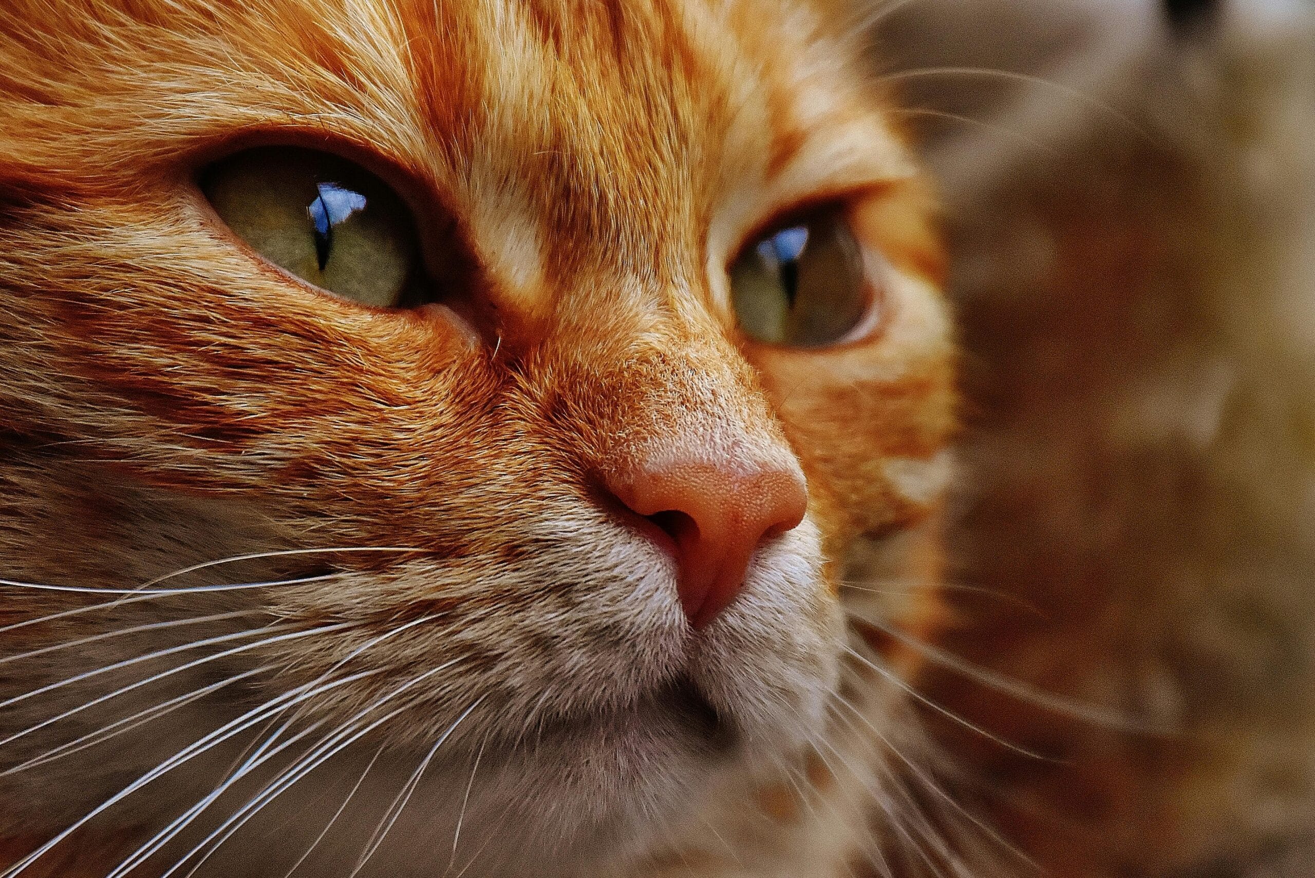 Can You Give Catnip To Kittens