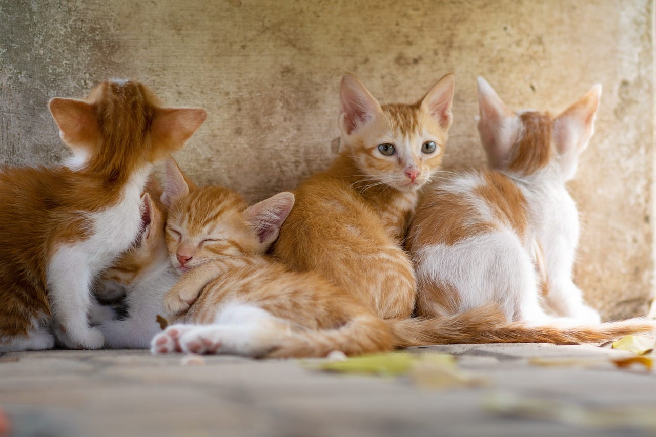 How Much Does It Cost To Neuter A Kitten