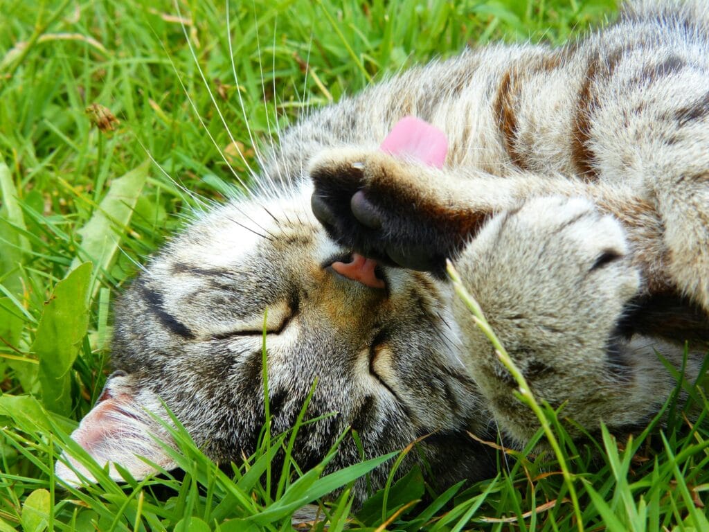 What Age Can A Cat Be Spayed Or Neutered