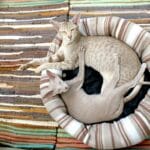 Why Is My Kittens Anus Protruding