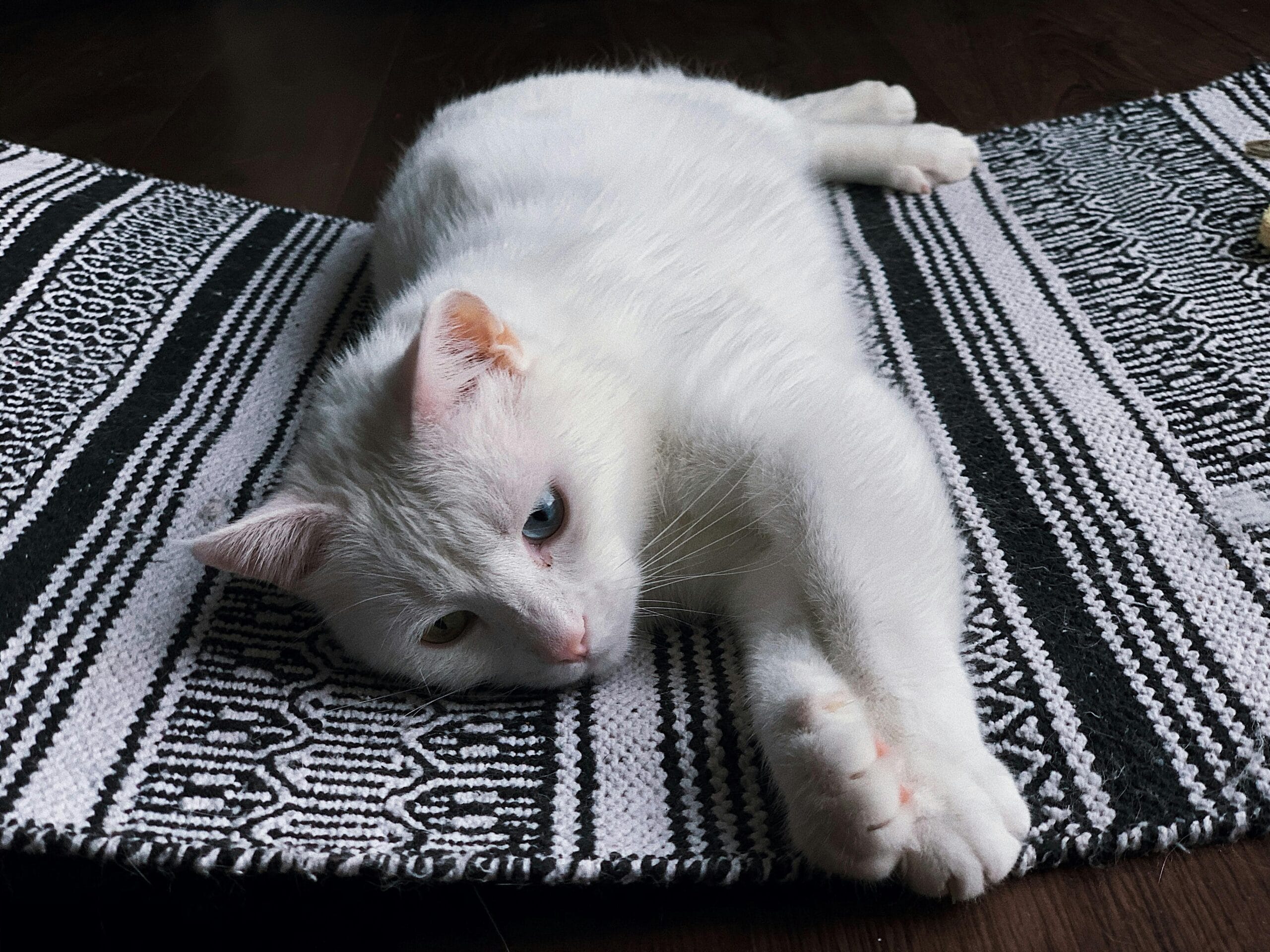 Do Kittens Eyes Change Color