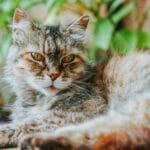 How Much Are Male Calico Kittens Worth