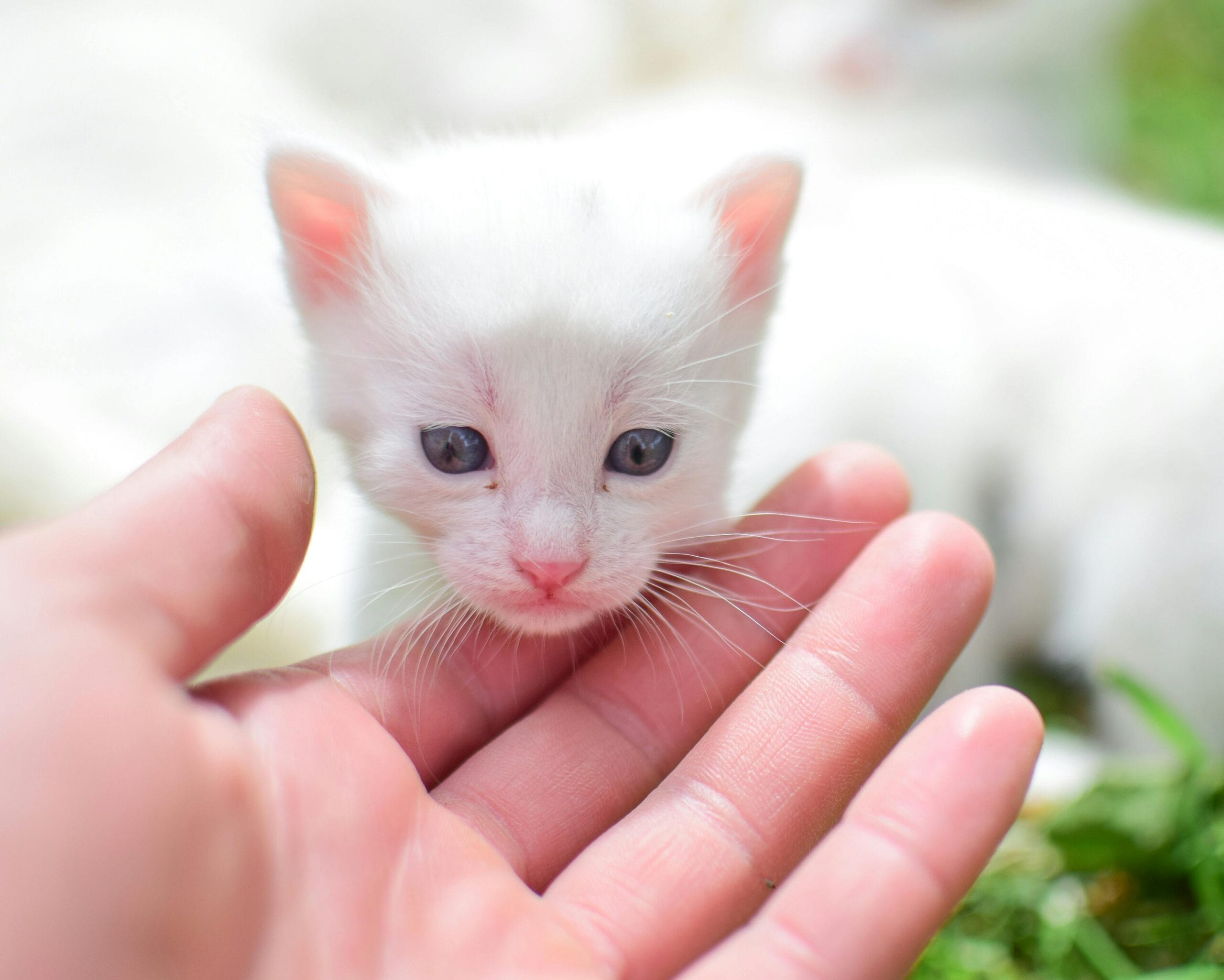 How To Catch A Feral Cat With Kittens