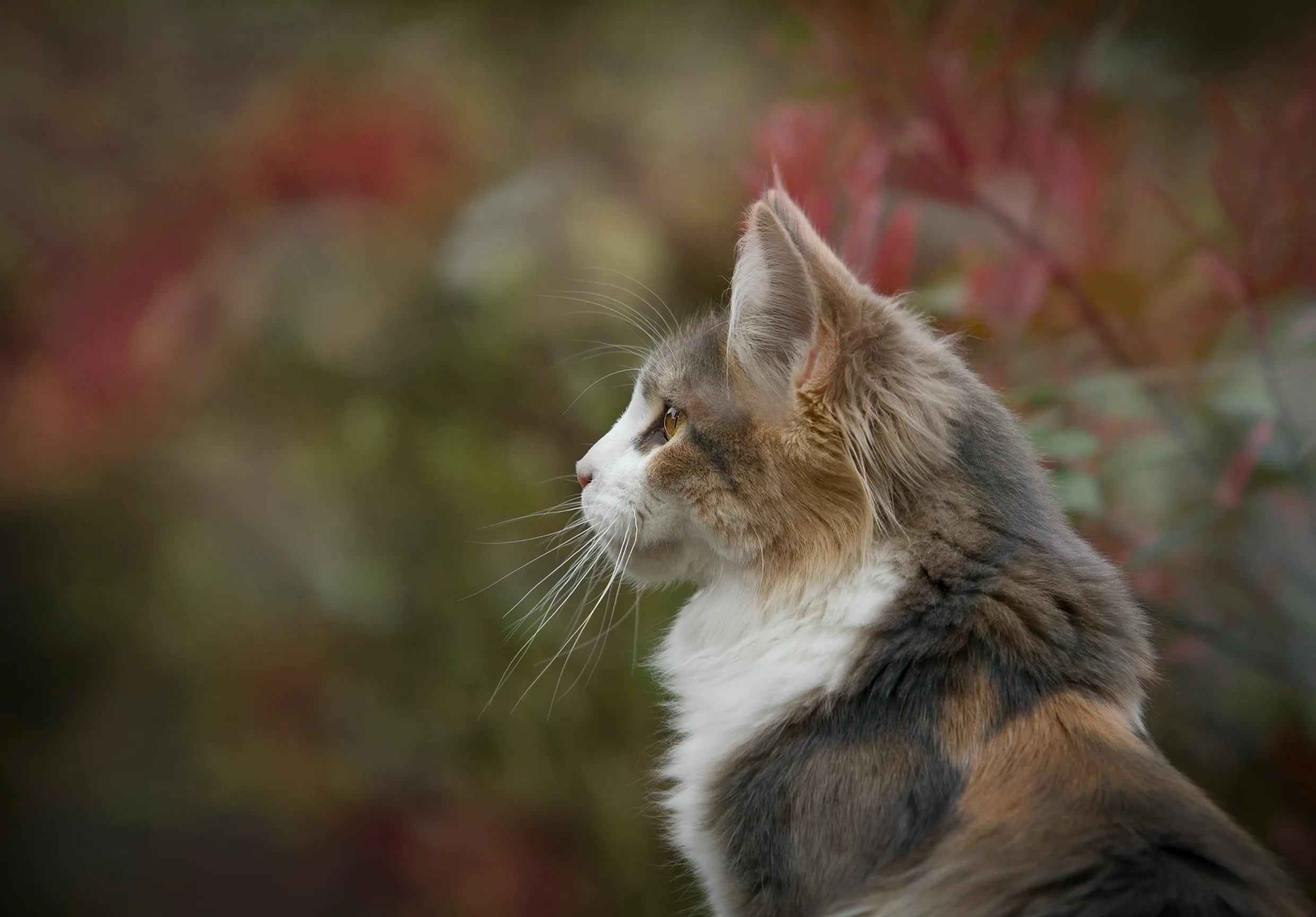 Can You Give Your Cat Vaccinations At Home